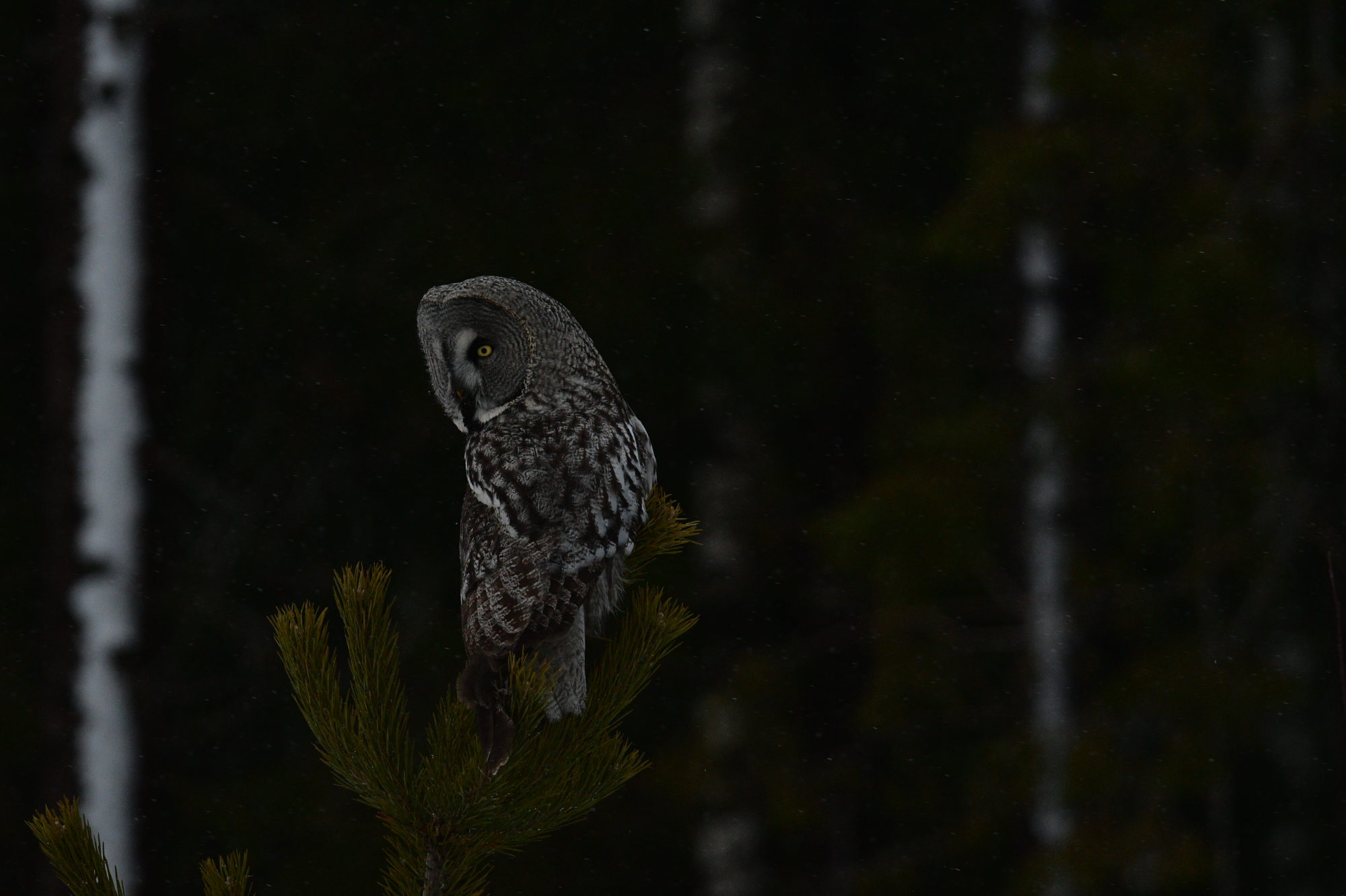 Valokuvaaja: Nella Tuovinen