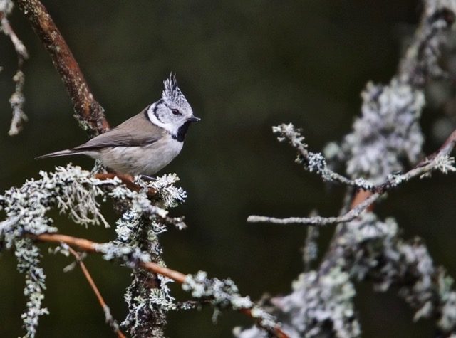 Valokuvaaja: Markku Ranta-Eilola Valokuvaaja: Markku Ranta-Eilola