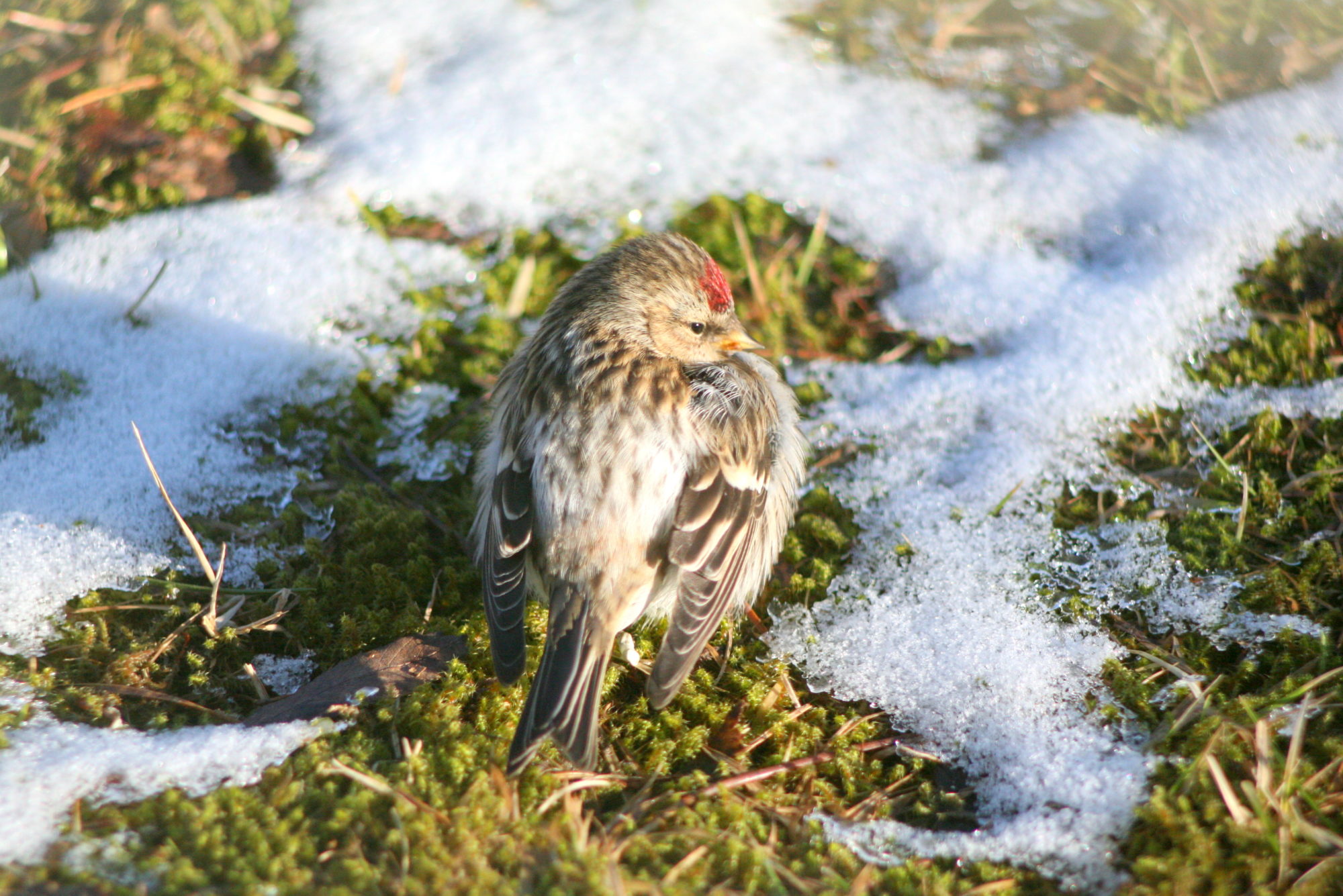 Valokuvaaja: Kaarlo Asikainen