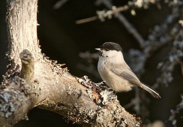Valokuvaaja: Markku Ranta-Eilola