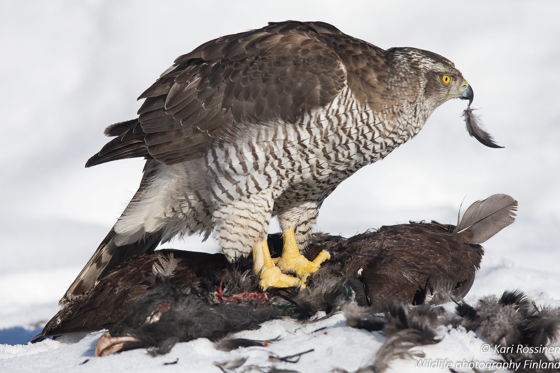 Valokuvaaja: Kari Rossinen Valokuvaaja: Kari Rossinen