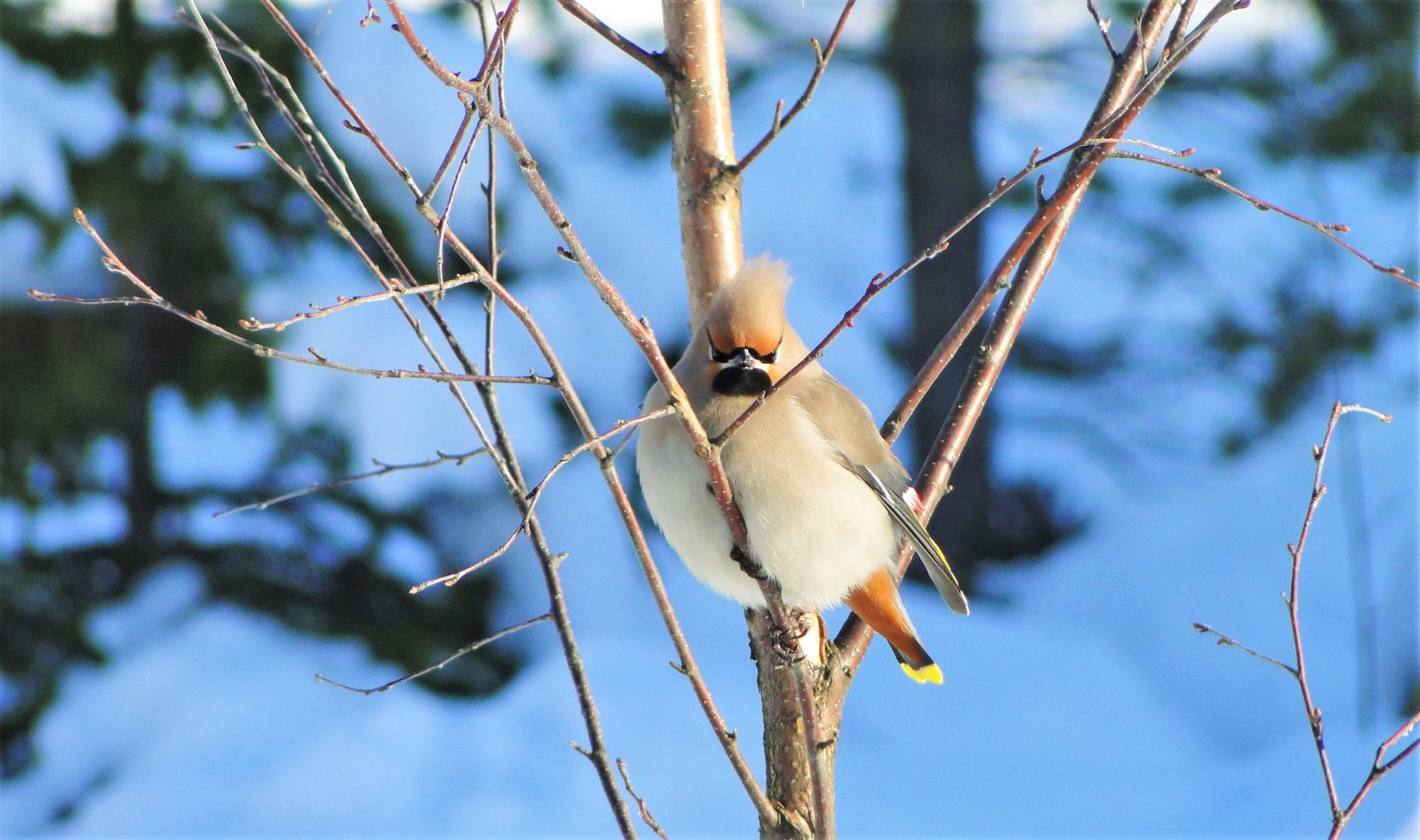 Valokuvaaja: Jouko Kaisanlahti