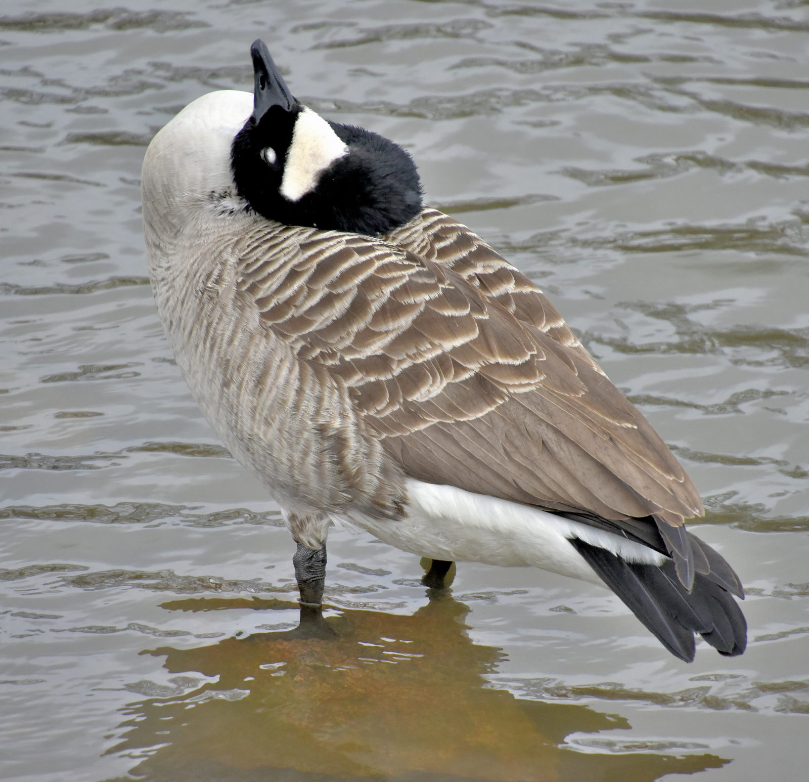 Valokuvaaja: Reijo Juurinen Valokuvaaja: Reijo Juurinen