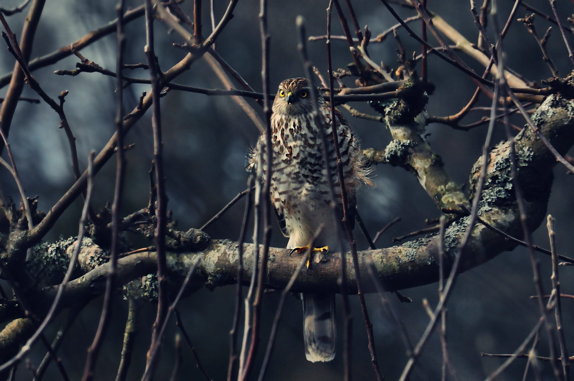 Valokuvaaja: jenni merilä Valokuvaaja: jenni merilä