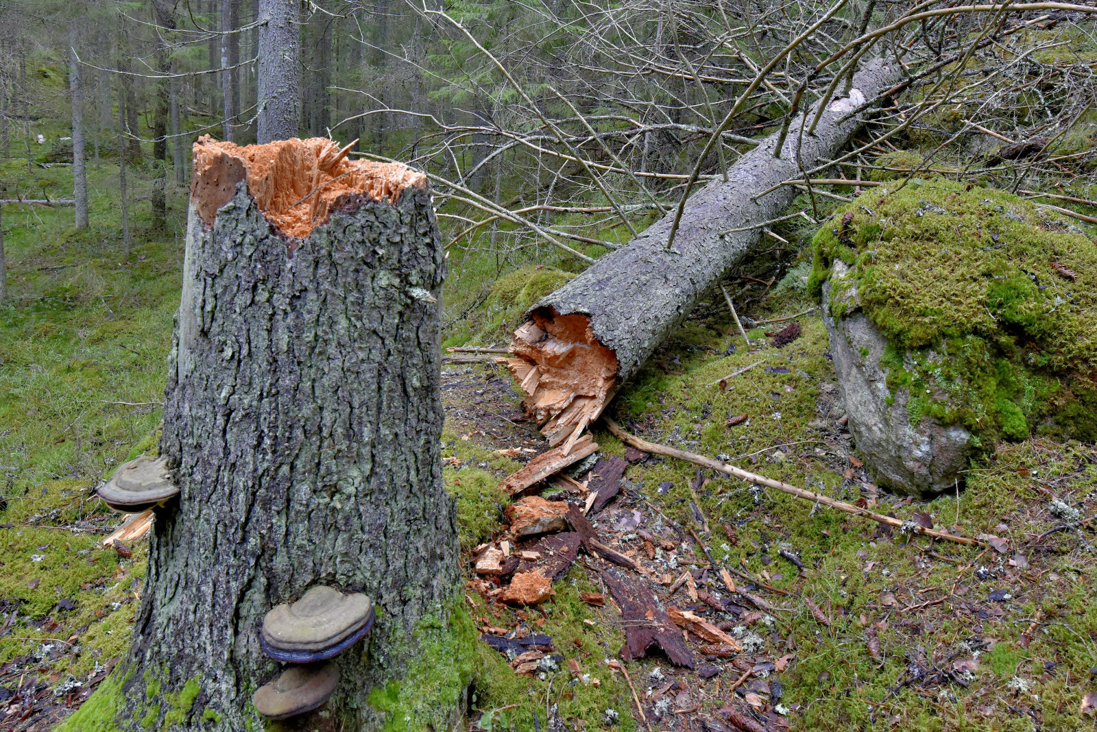Valokuvaaja: Reijo Juurinen