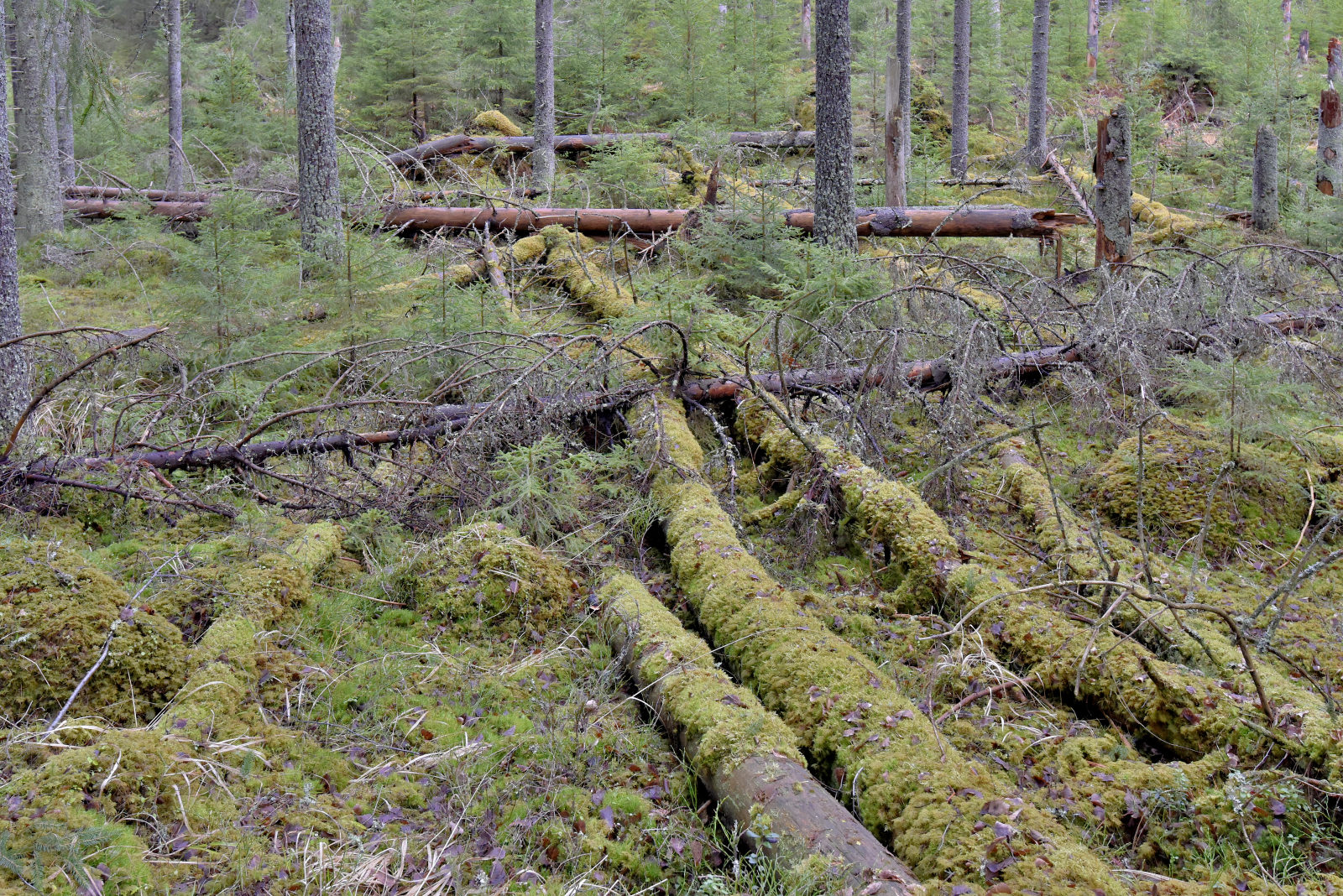 Valokuvaaja: Reijo Juurinen Valokuvaaja: Reijo Juurinen
