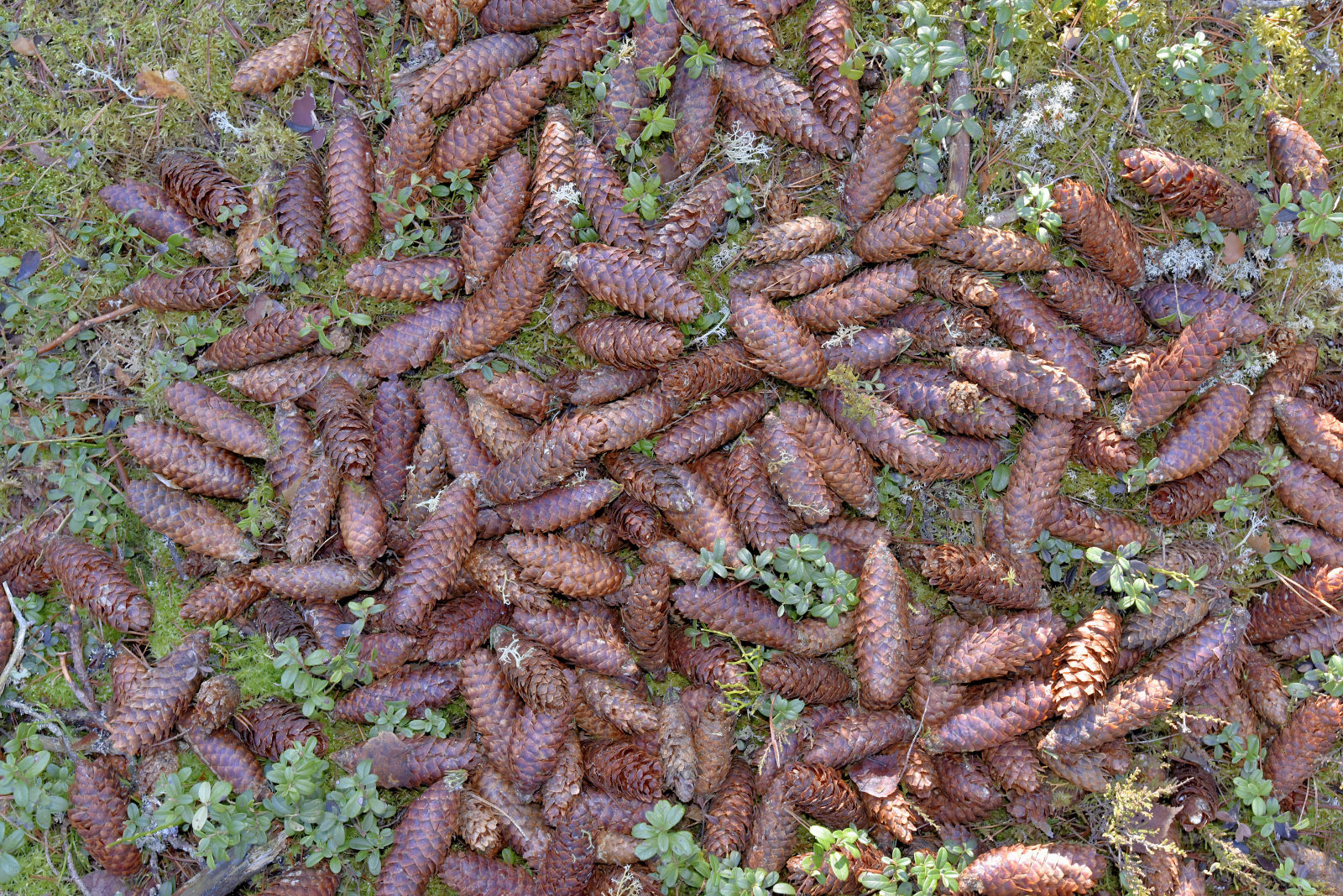 Valokuvaaja: Reijo Juurinen