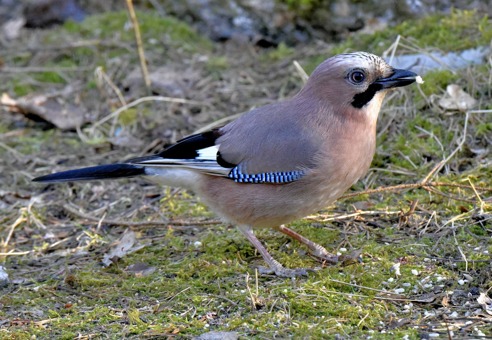 Valokuvaaja: Reijo Juurinen