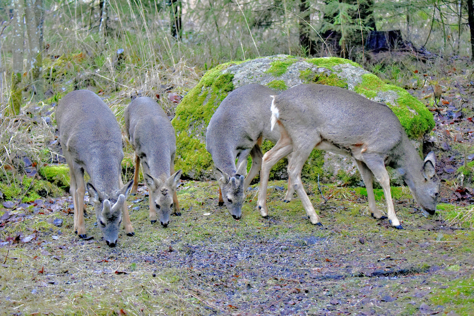 Valokuvaaja: Reijo Juurinen