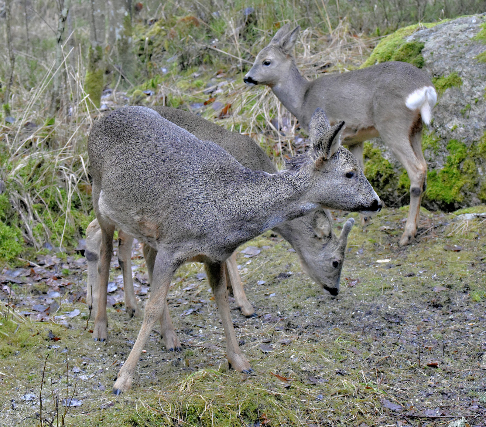 Valokuvaaja: Reijo Juurinen