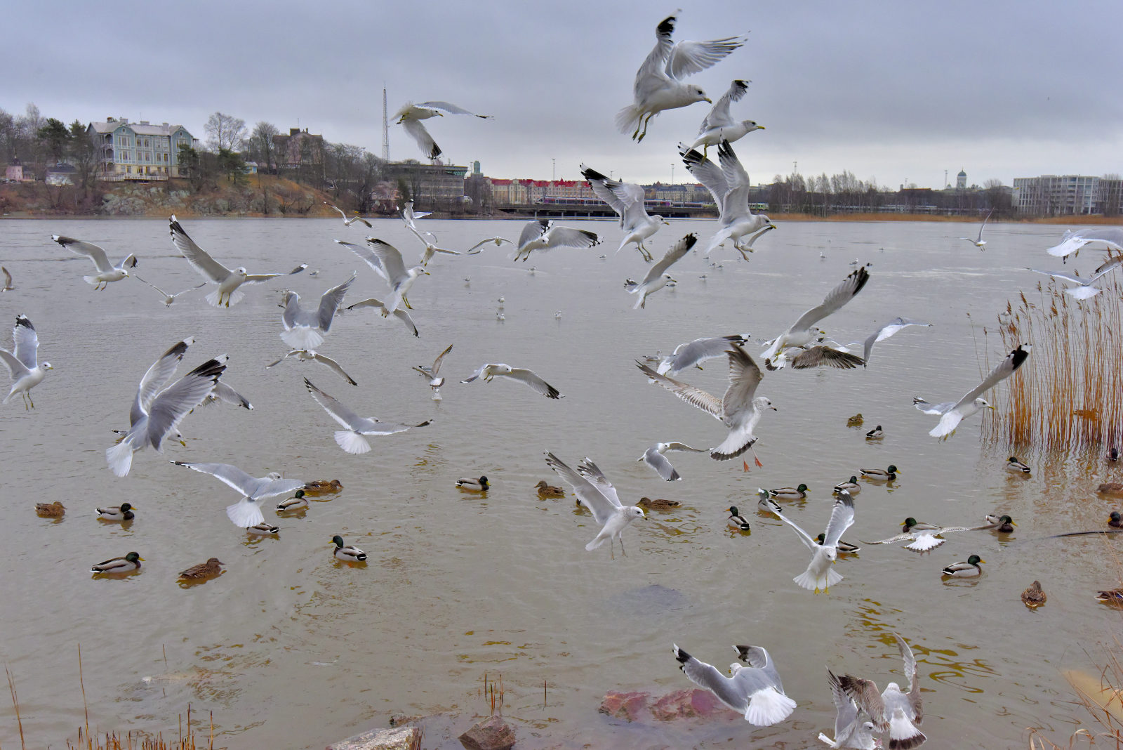 Valokuvaaja: Reijo Juurinen