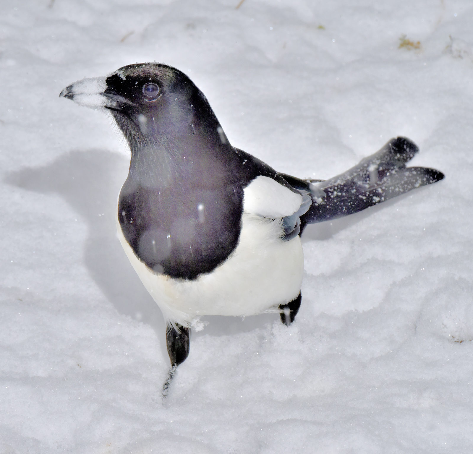 Valokuvaaja: Reijo Juurinen Valokuvaaja: Reijo Juurinen