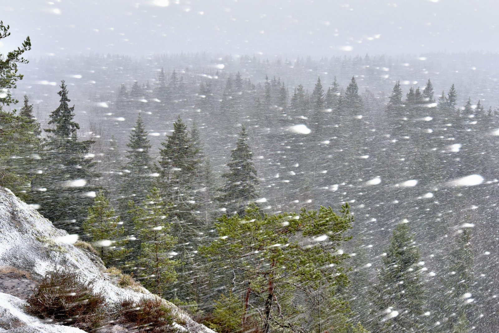 Valokuvaaja: Reijo Juurinen