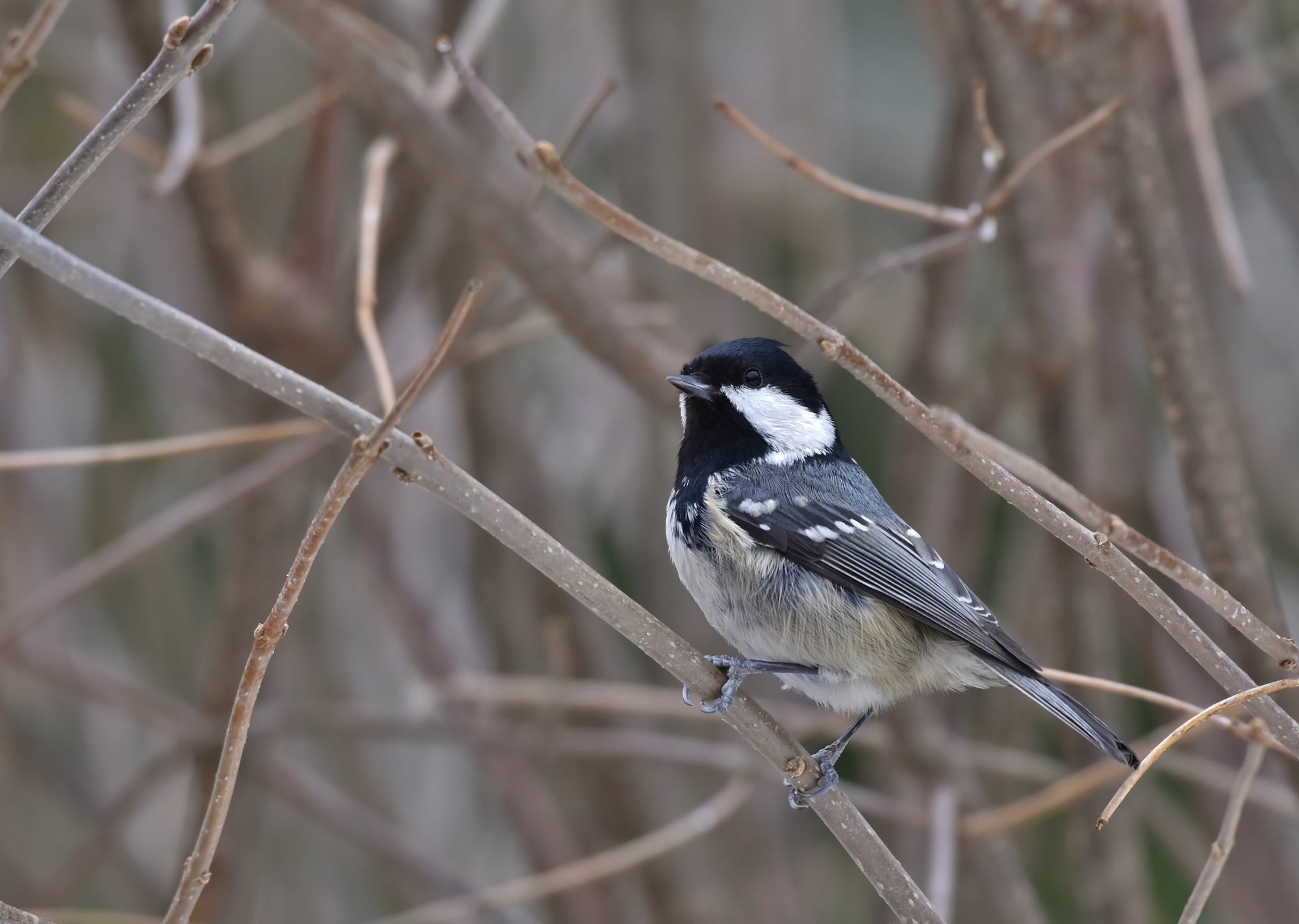 Valokuvaaja: Markku Pelkonen