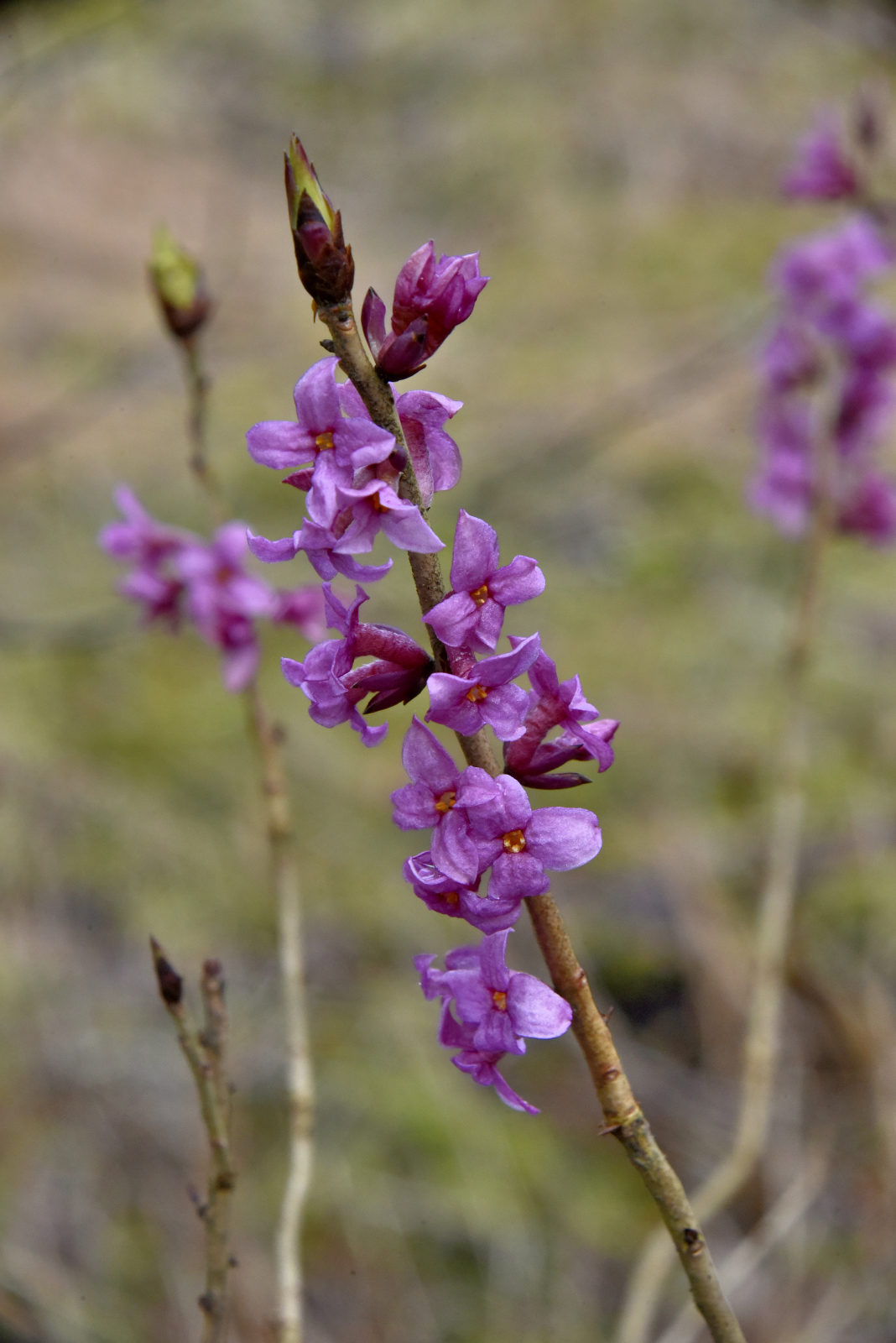 Valokuvaaja: Reijo Juurinen Valokuvaaja: Reijo Juurinen