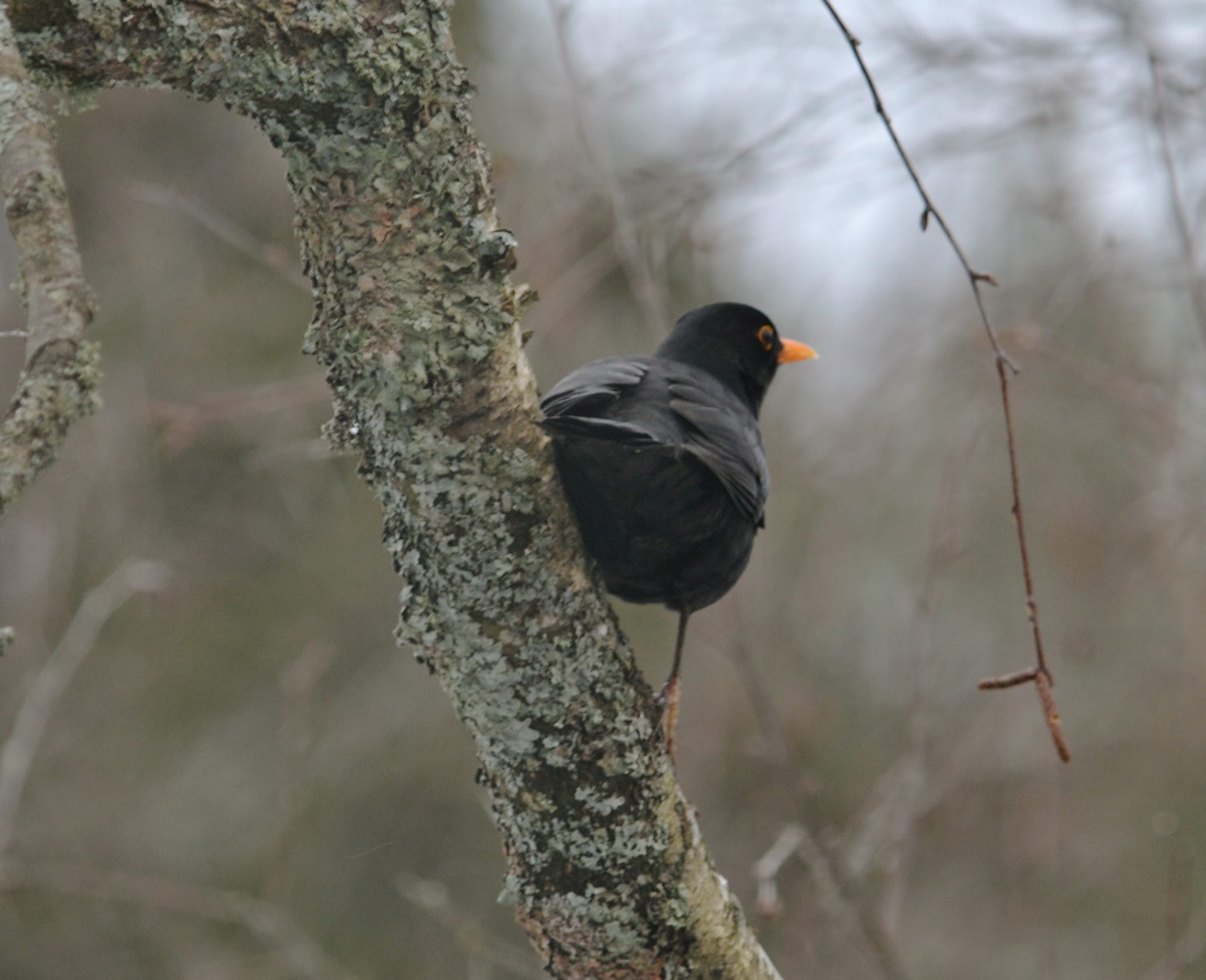 Valokuvaaja: satu välimaa