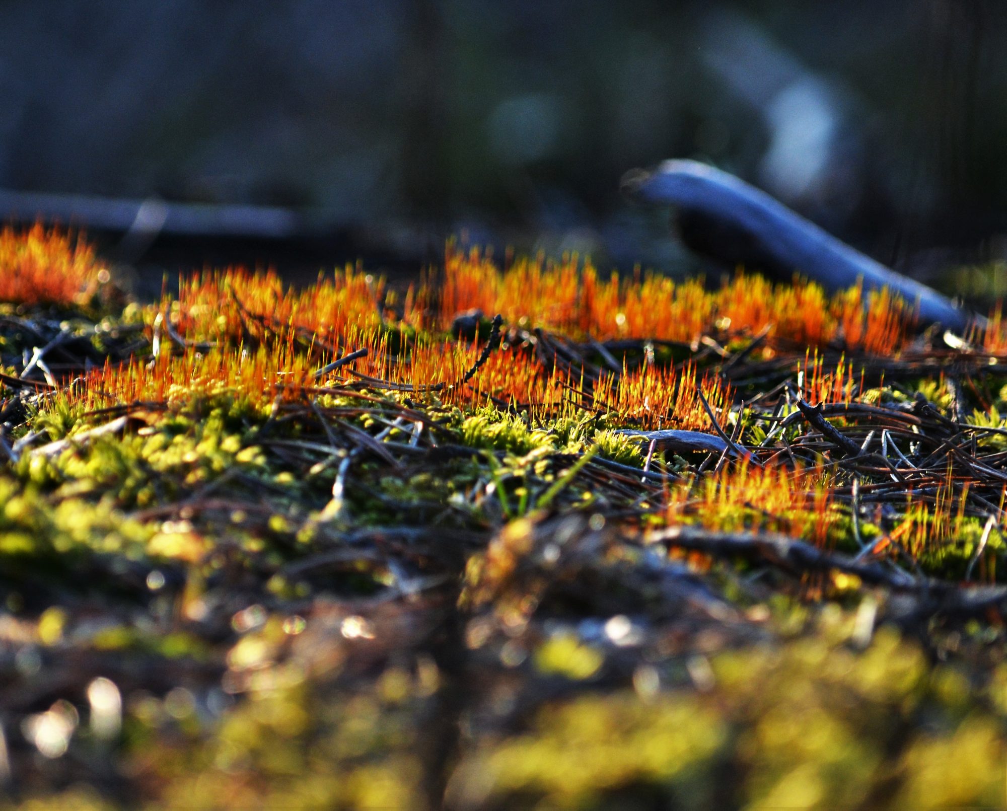 Valokuvaaja: satu välimaa