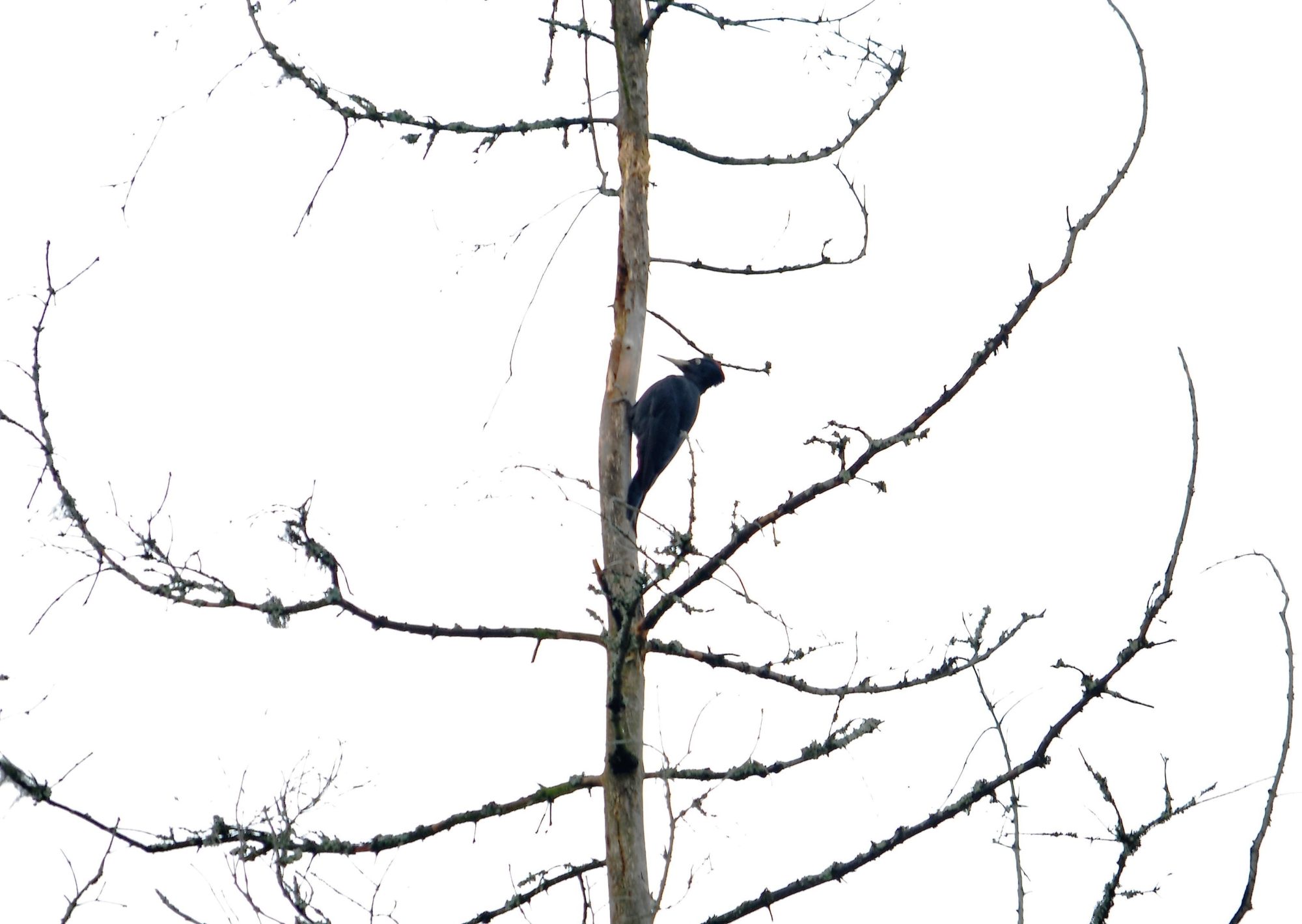 Valokuvaaja: satu välimaa