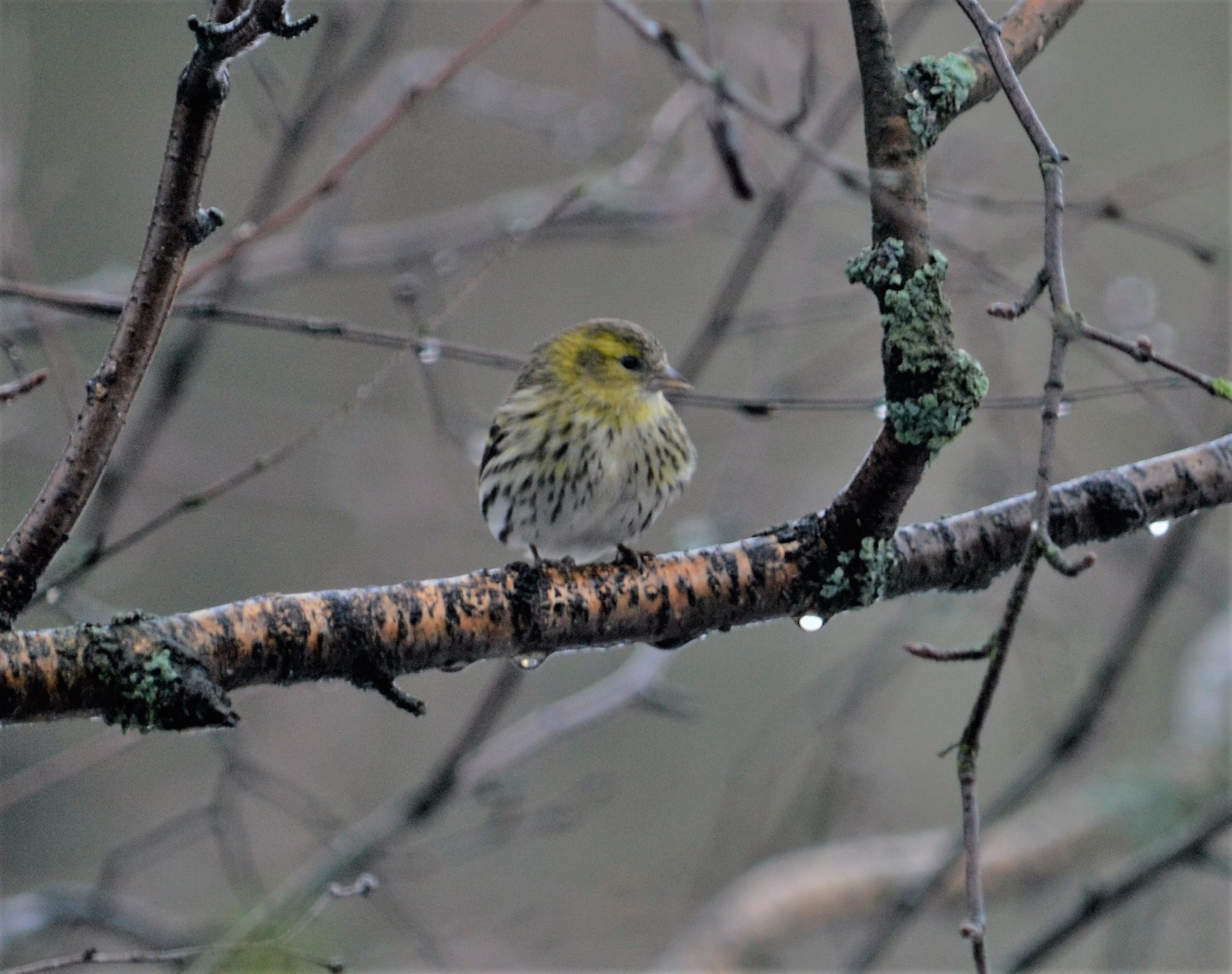 Valokuvaaja: satu välimaa