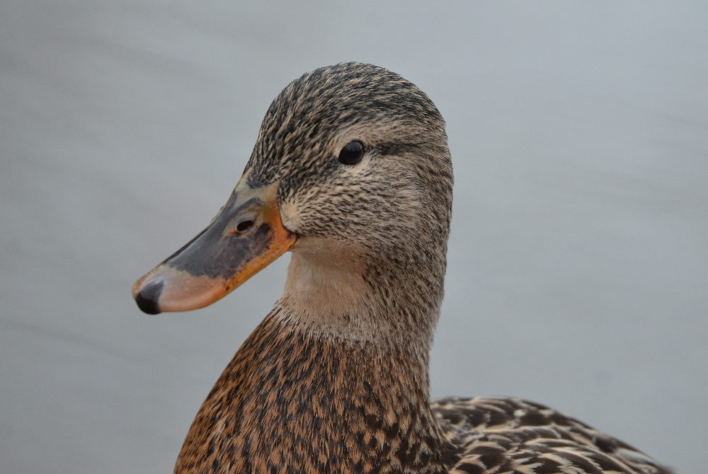 Valokuvaaja: Jouko Varonen