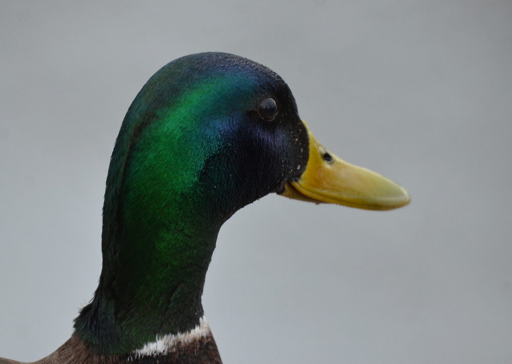 Valokuvaaja: Jouko Varonen