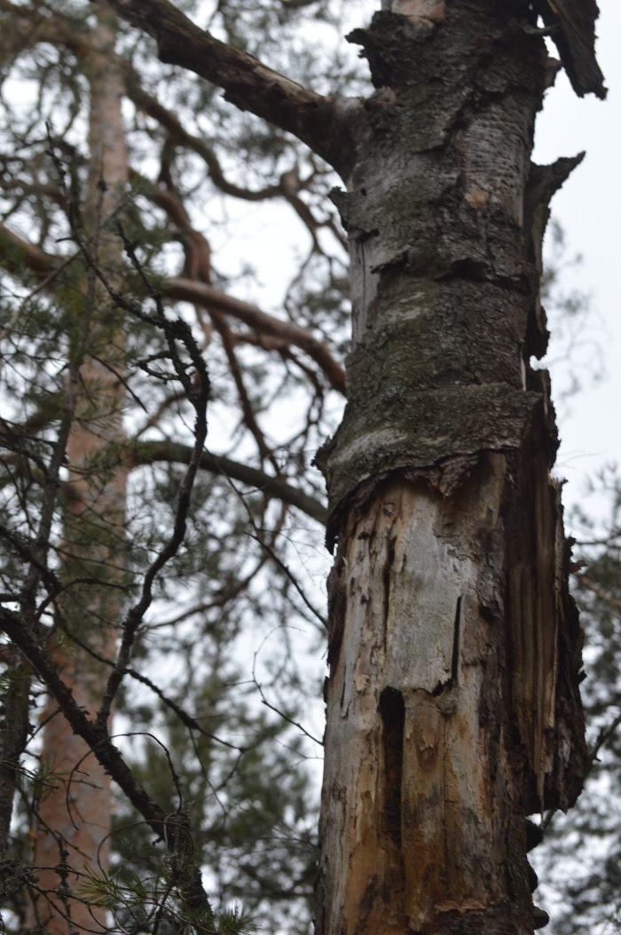 Valokuvaaja: Elisabet Varonen