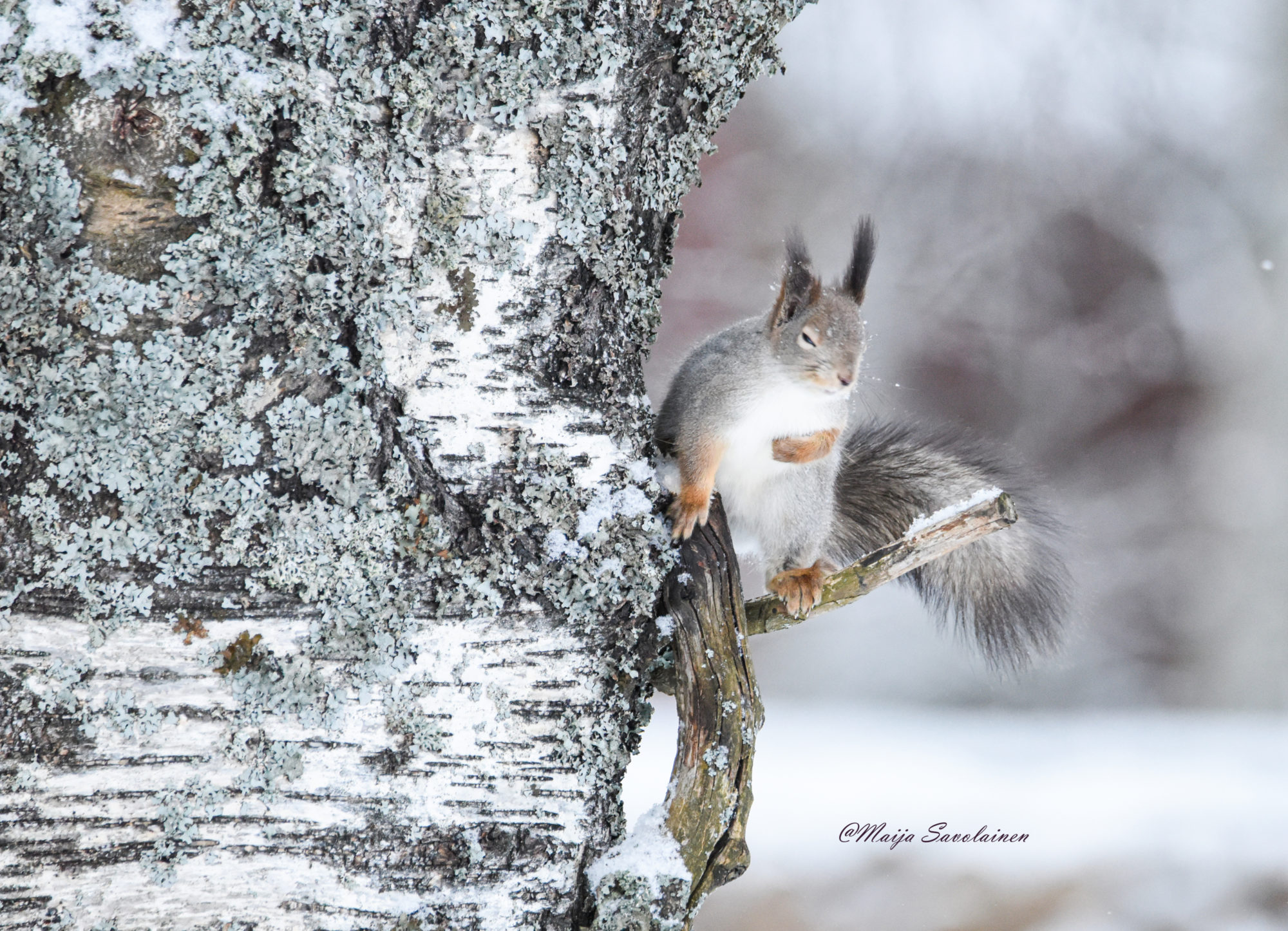 Valokuvaaja: Maija Savolainen