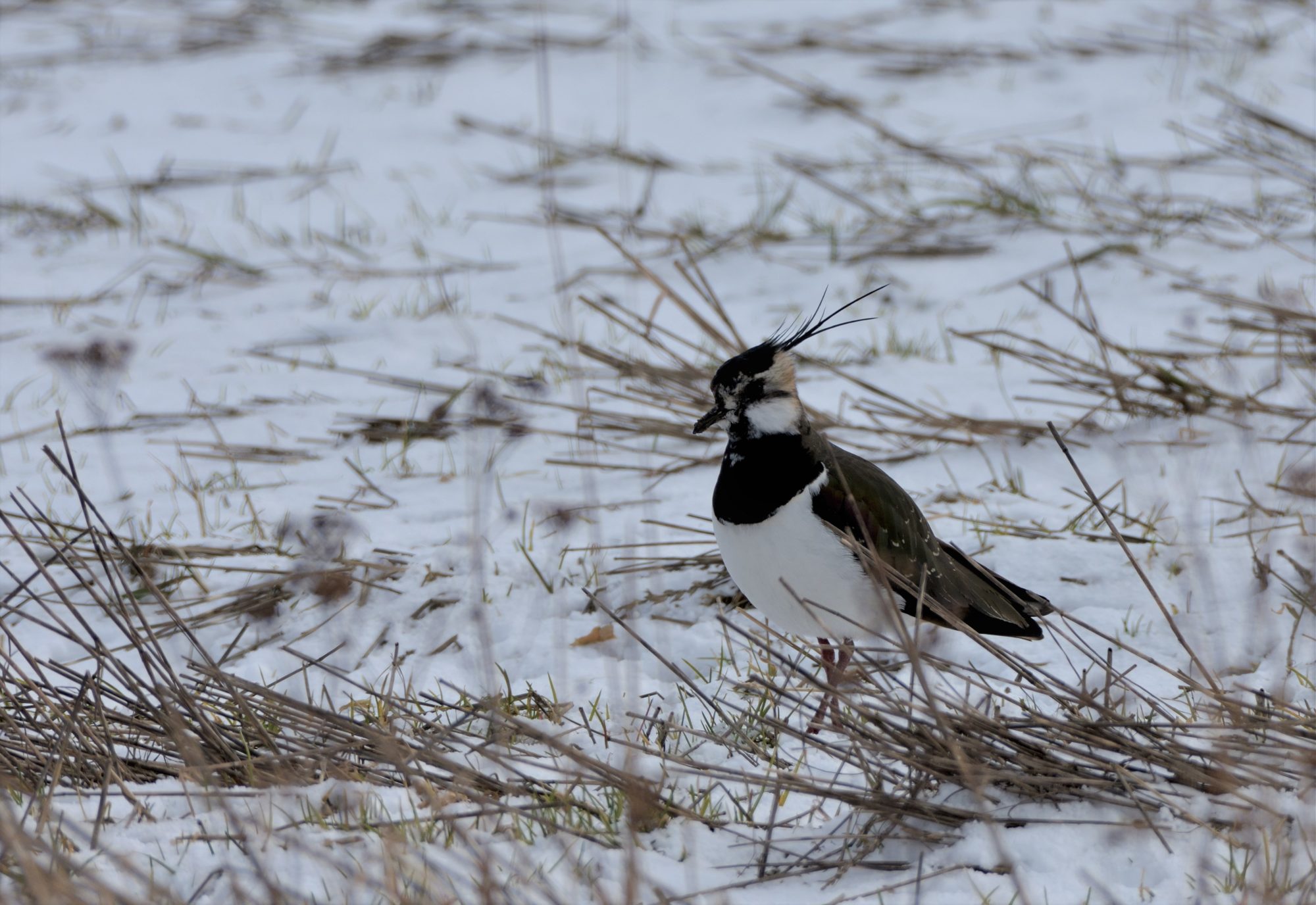 Valokuvaaja: Asko Heikkinen