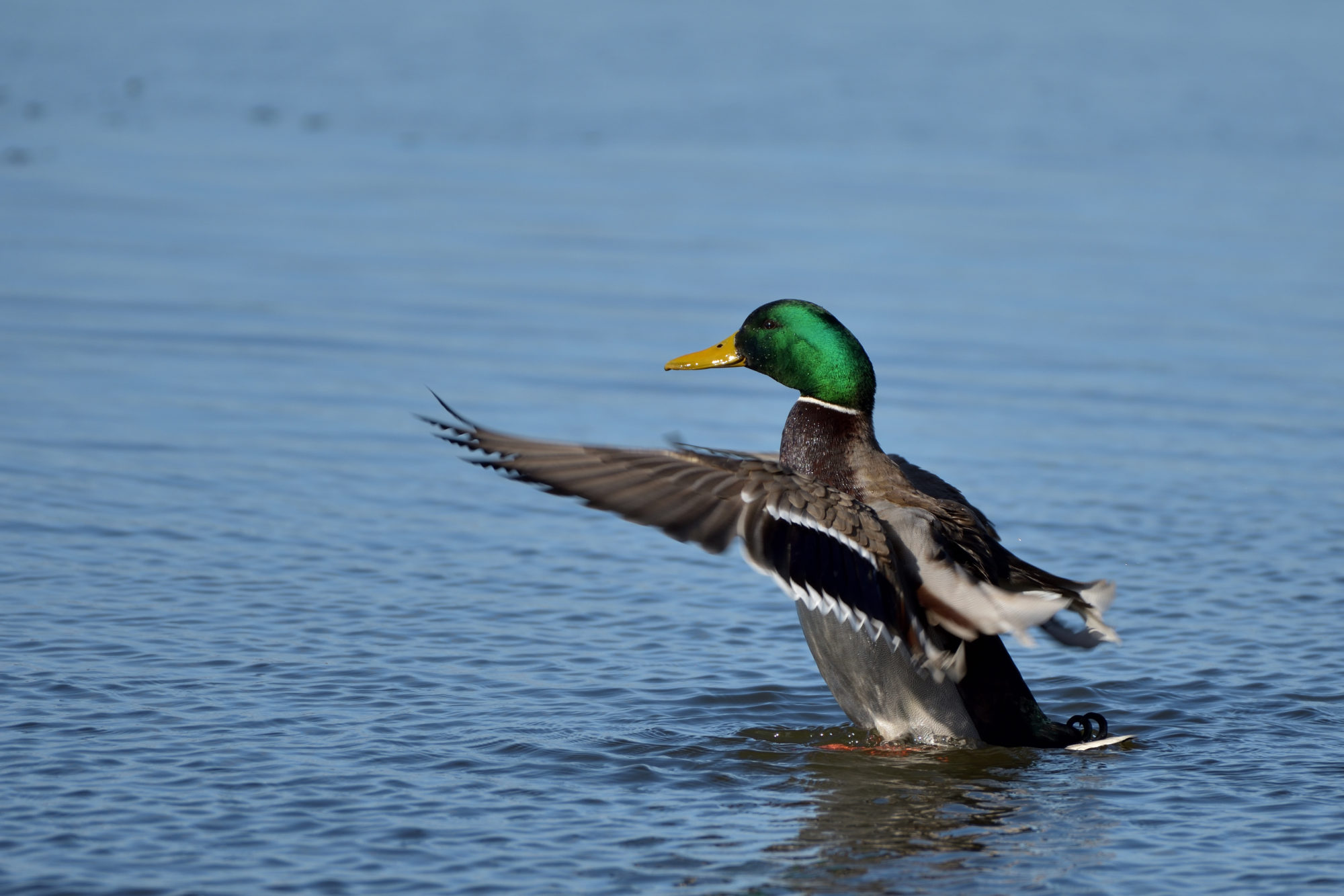 Valokuvaaja: Asko Heikkinen