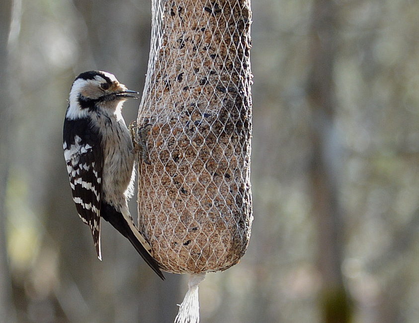 Valokuvaaja: Elisabet Varonen