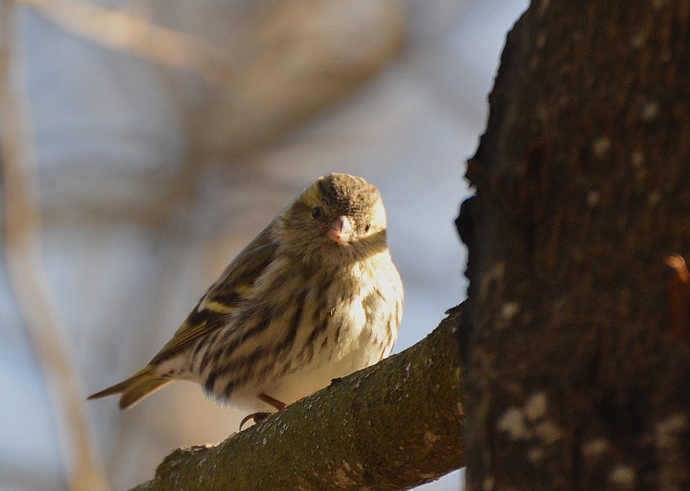 Valokuvaaja: Elisabet Varonen