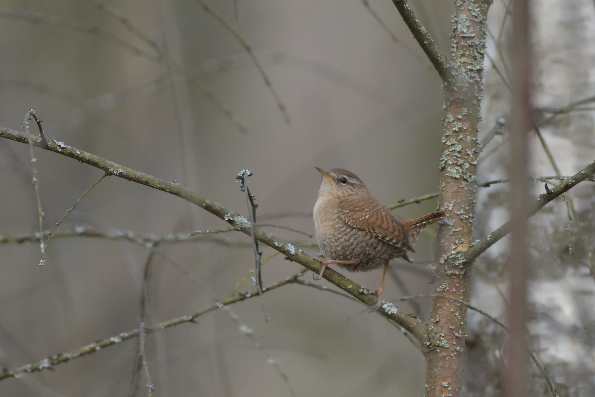 Valokuvaaja: Asko Heikkinen