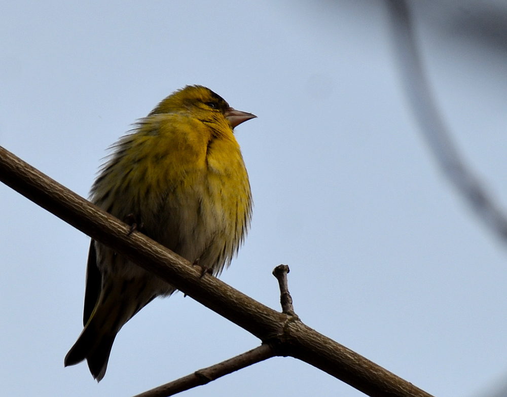 Valokuvaaja: Jouko Varonen