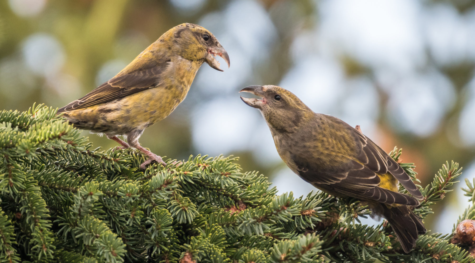 Valokuvaaja: Hannu Rämä