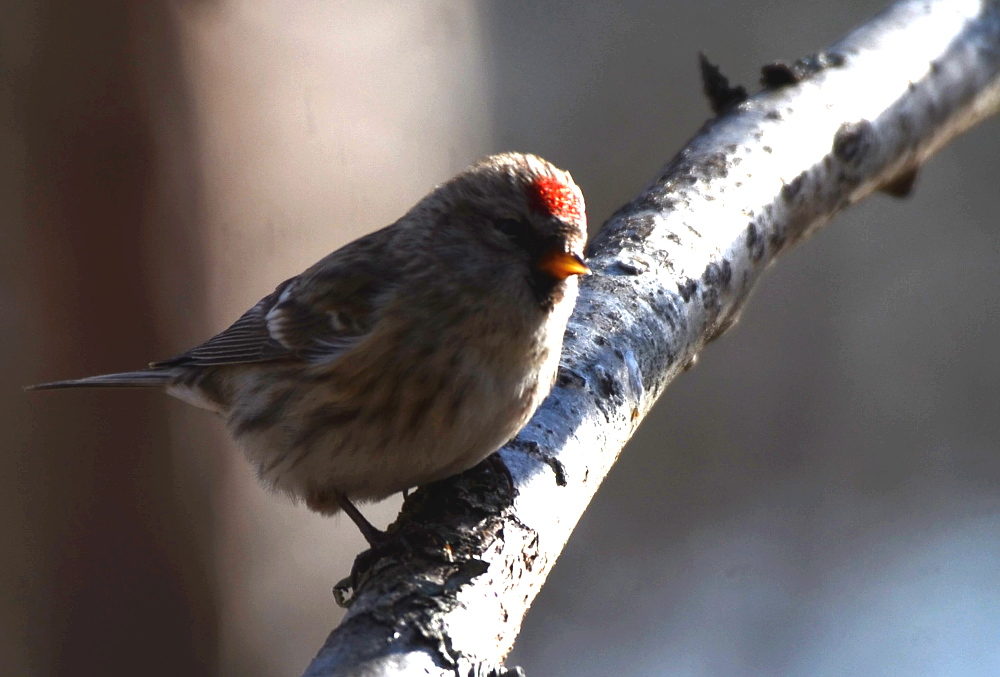 Valokuvaaja: Jouko Varonen
