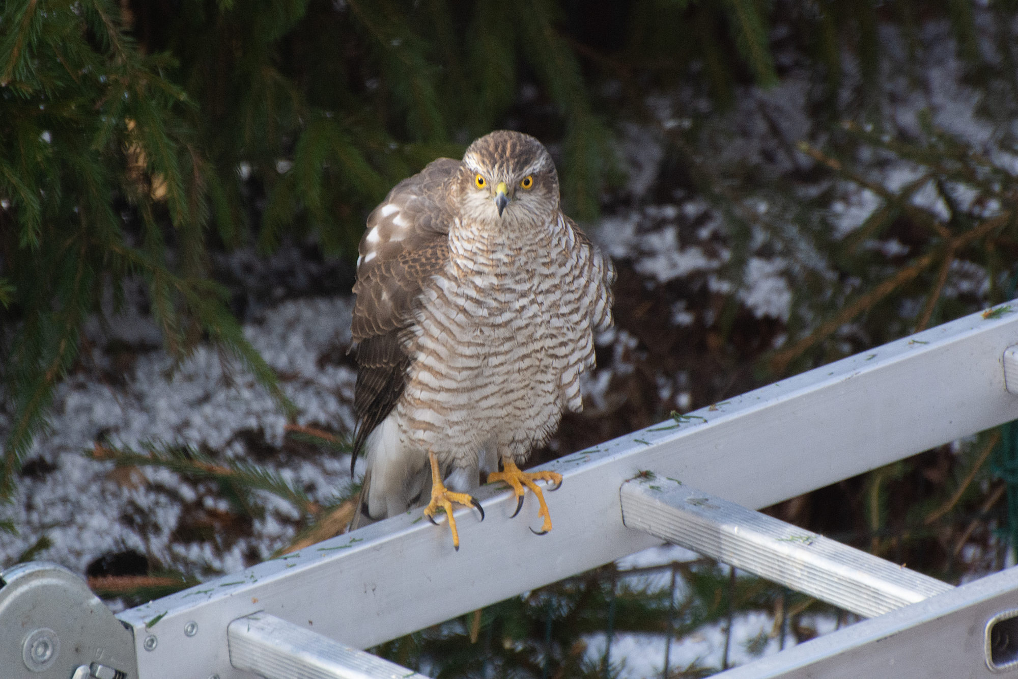 Valokuvaaja: Paavo Siukonen