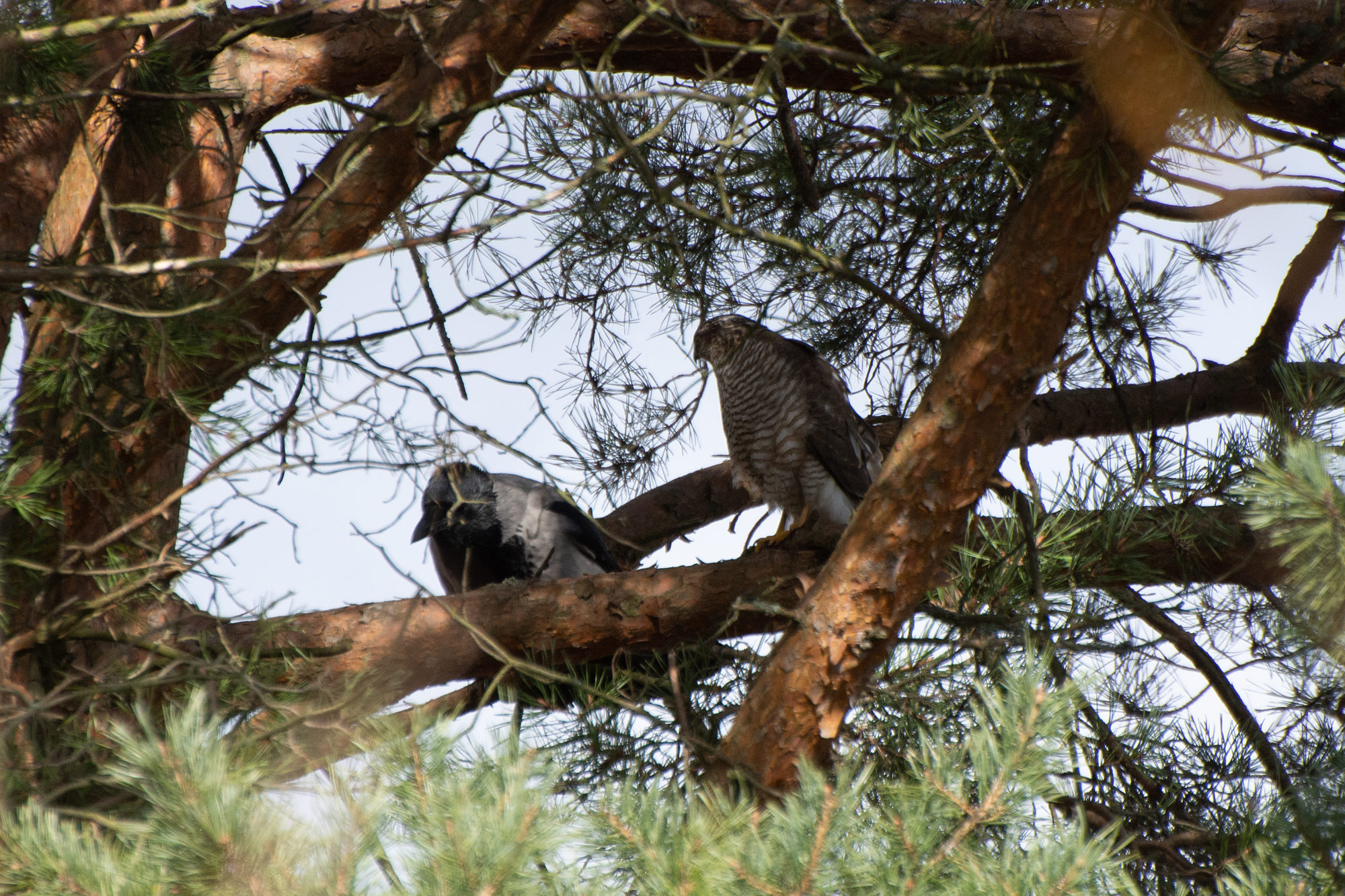 Valokuvaaja: Paavo Siukonen