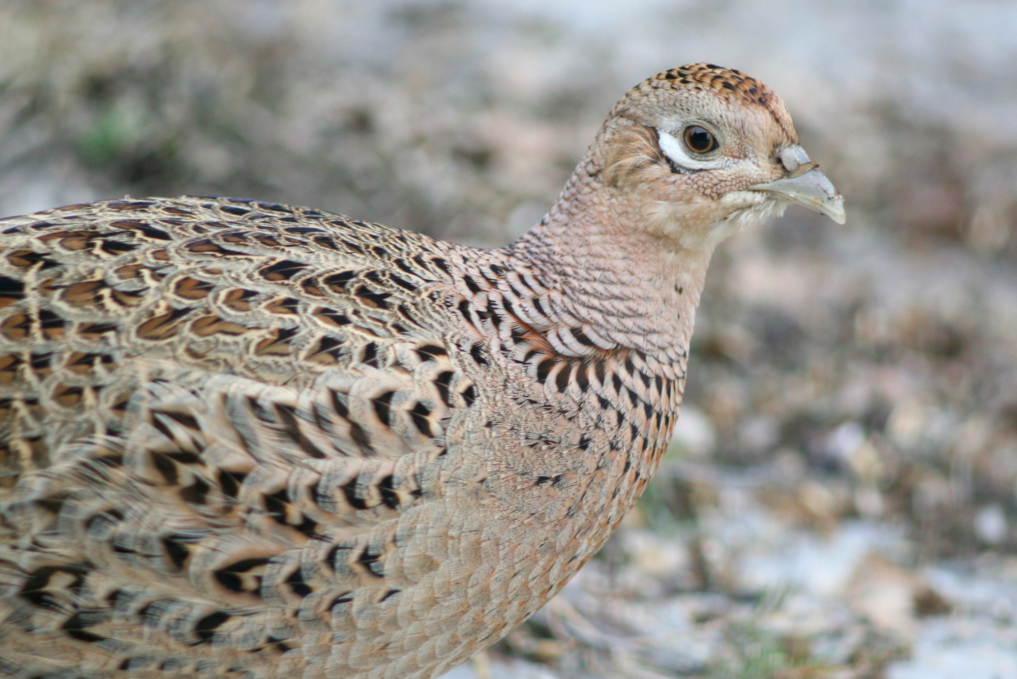 Valokuvaaja: Kaarlo Asikainen