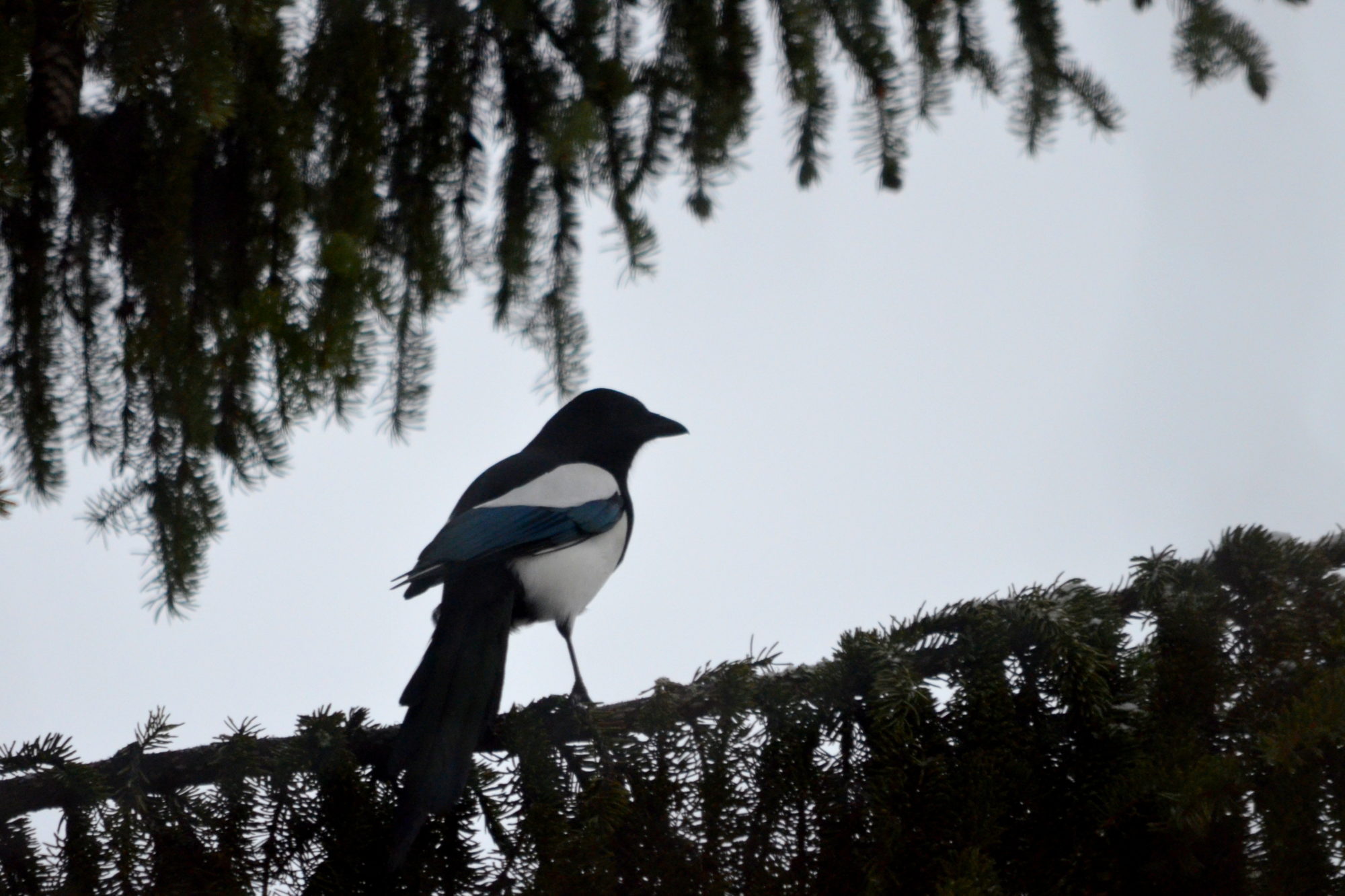 Valokuvaaja: Kaarlo Asikainen