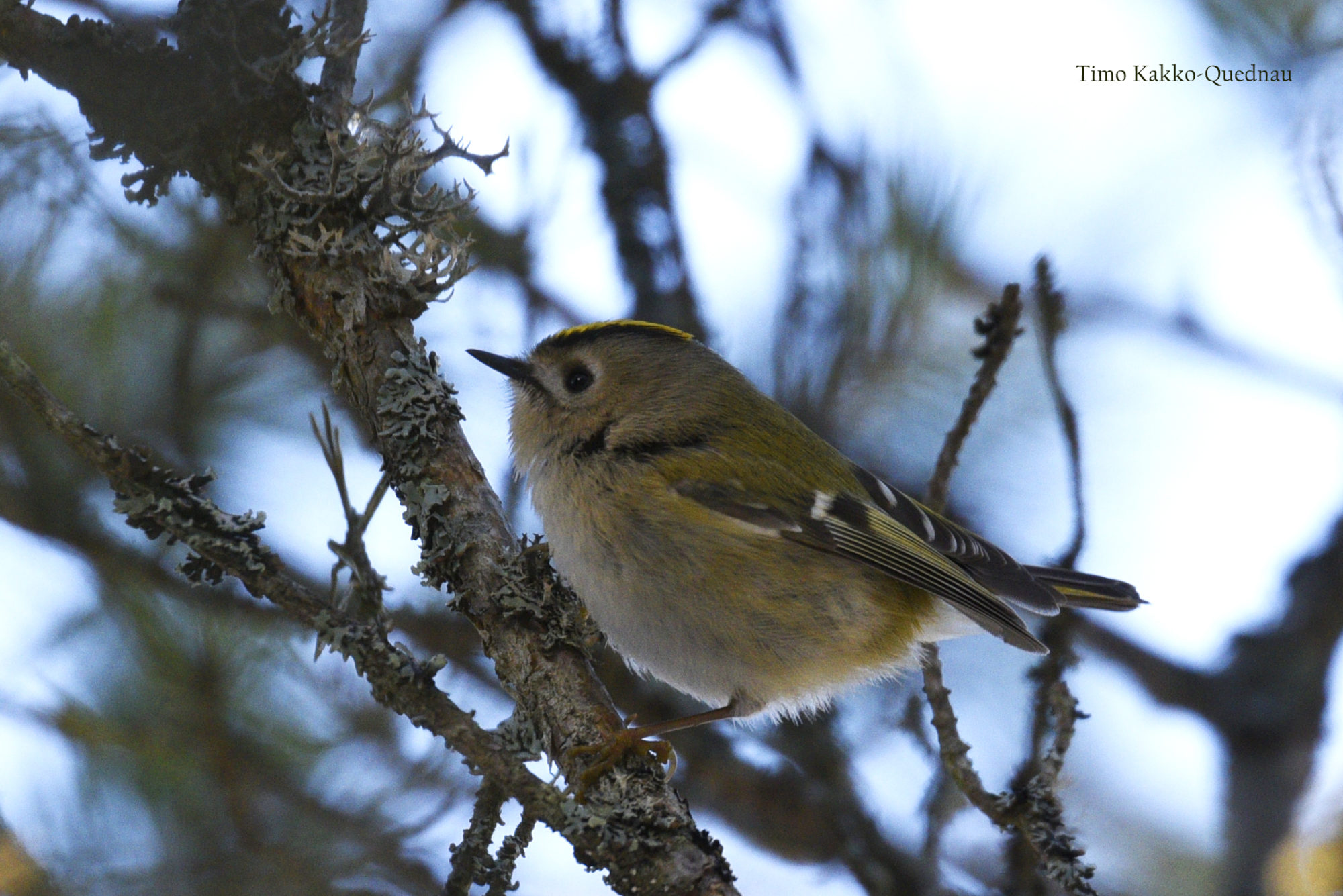 Valokuvaaja: Timo Kakko-Quednau
