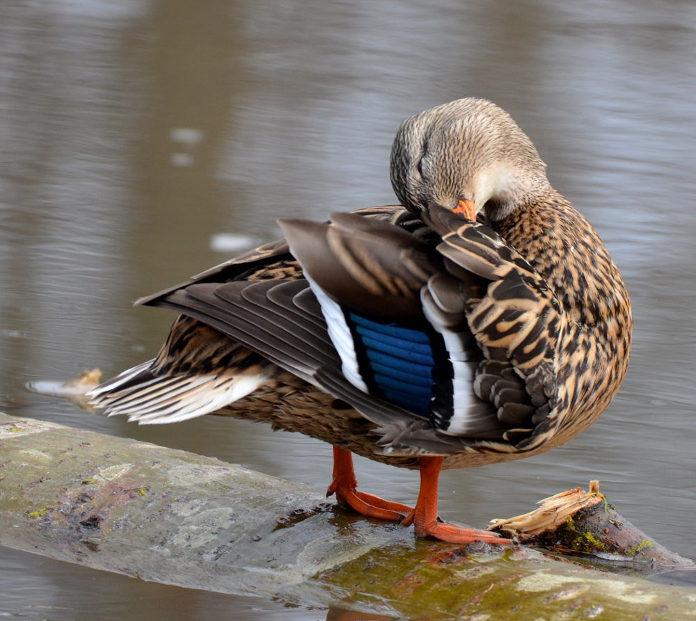 Valokuvaaja: Jouko Varonen