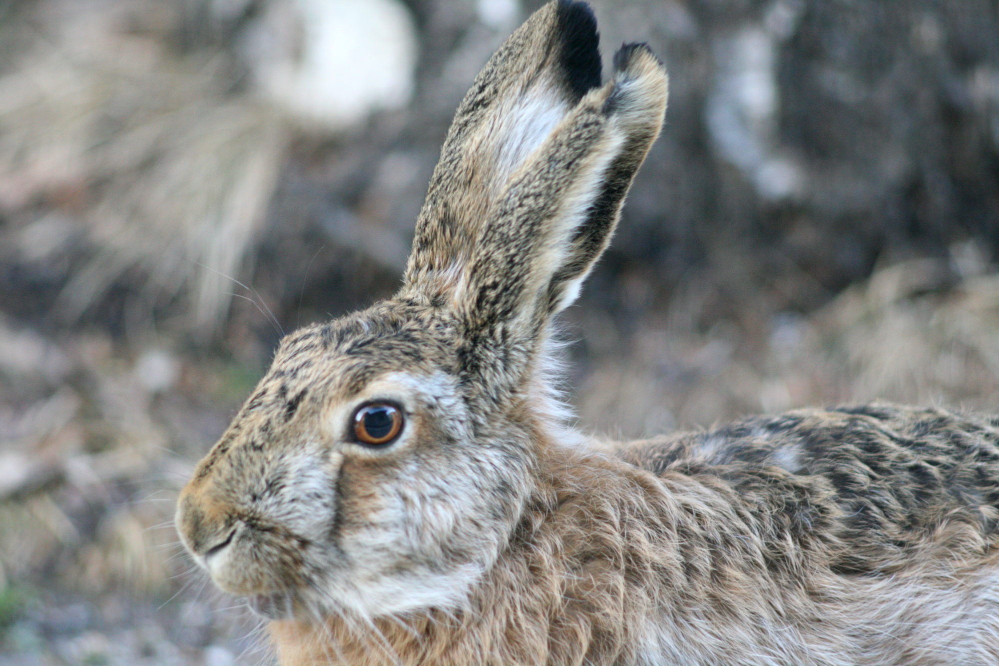 Valokuvaaja: Kaarlo Asikainen