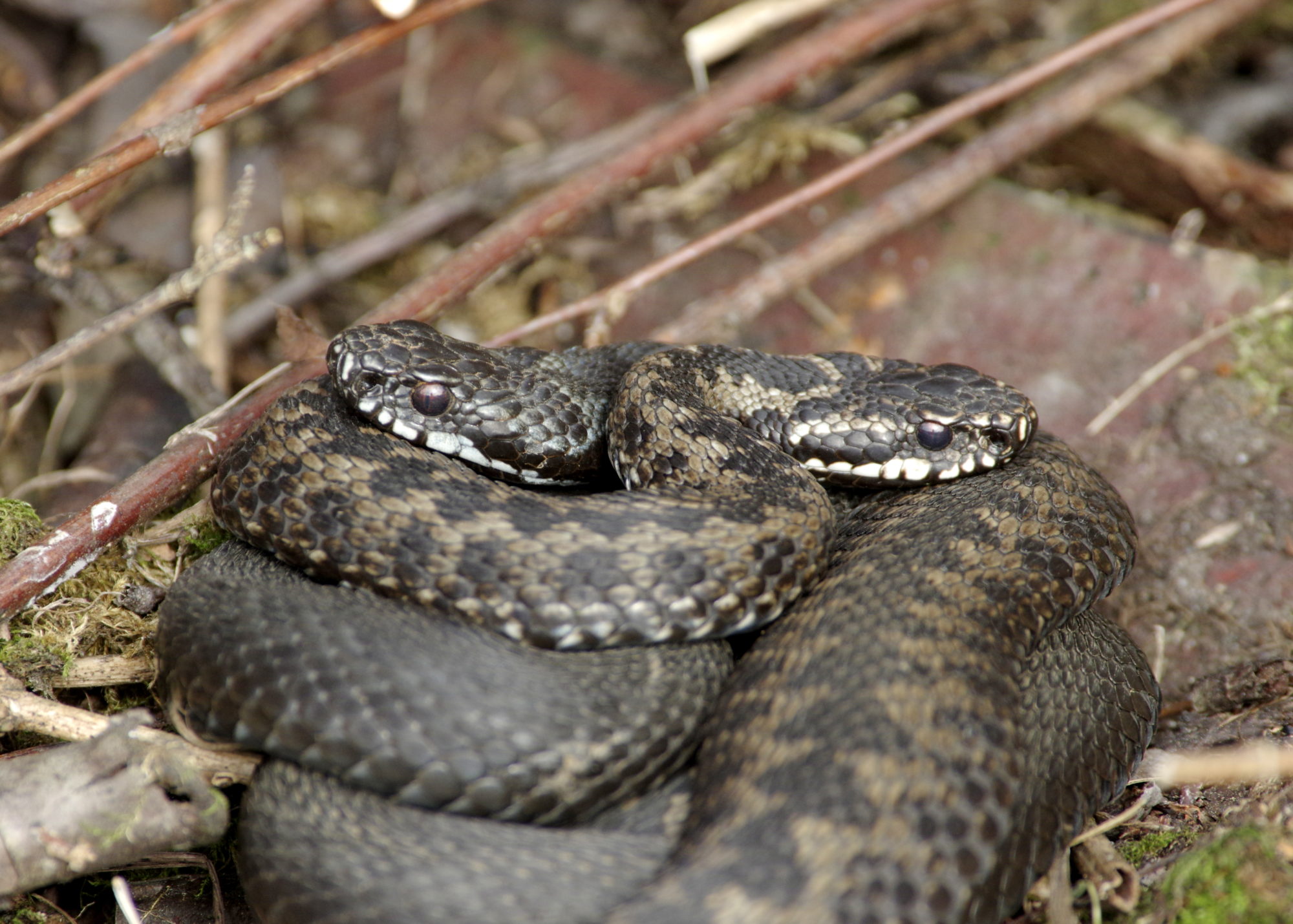 Valokuvaaja: Heikki Heinonen