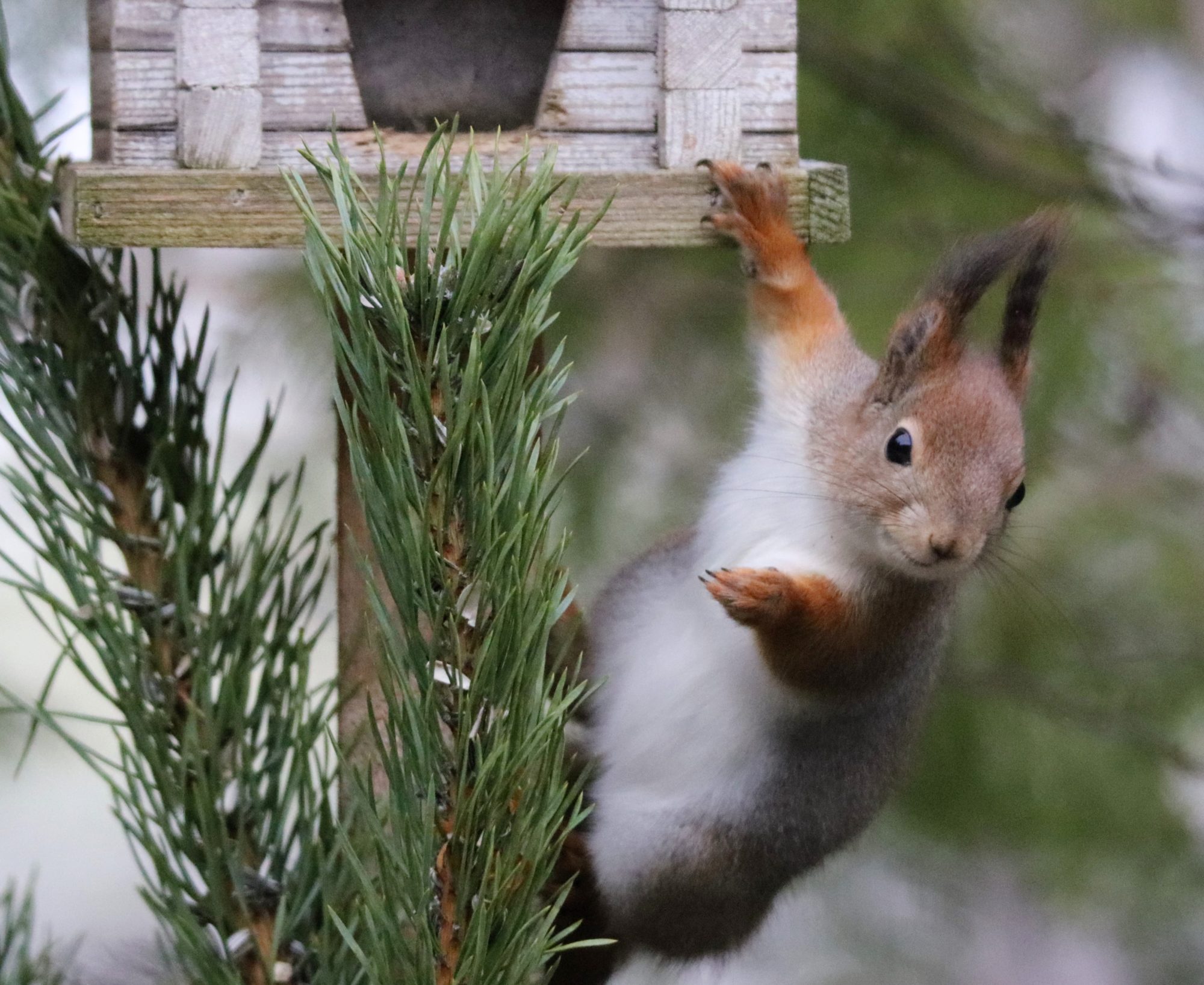 Valokuvaaja: Irja Lehtinen