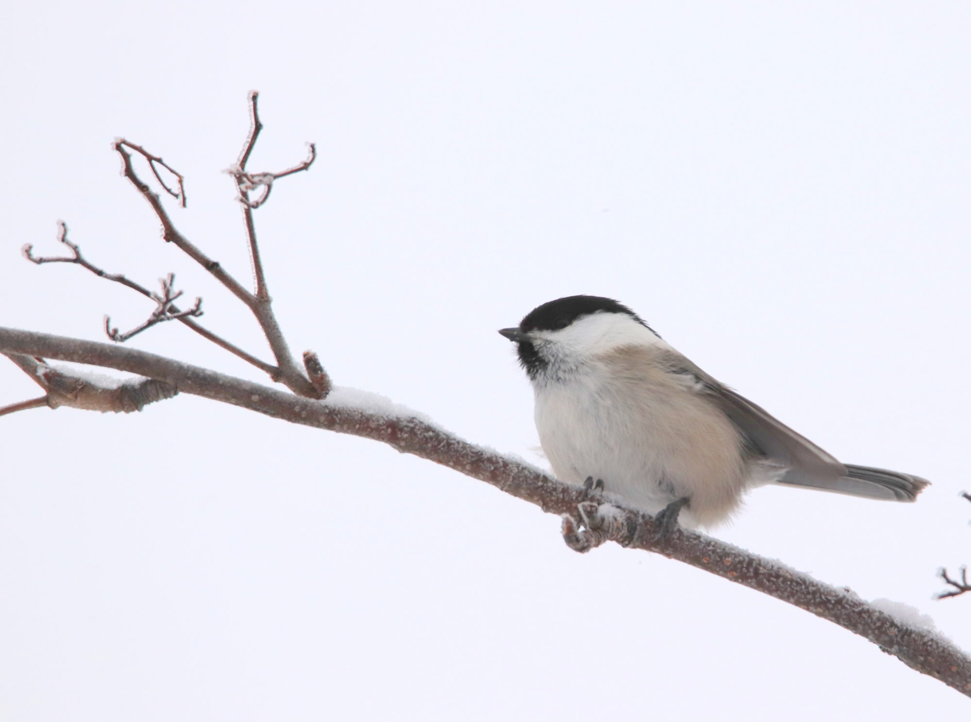 Valokuvaaja: Irja Lehtinen