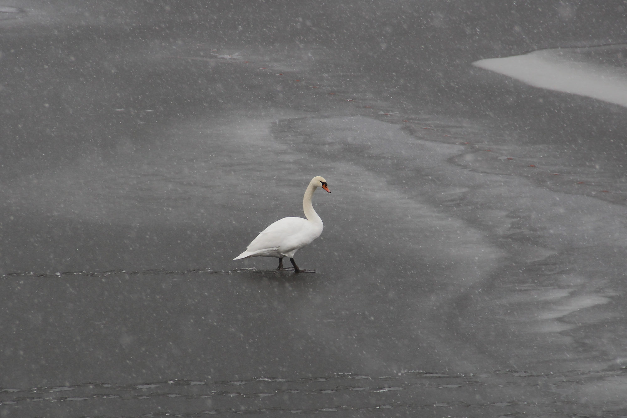 Valokuvaaja: Kirsi-Marja Joenpolvi