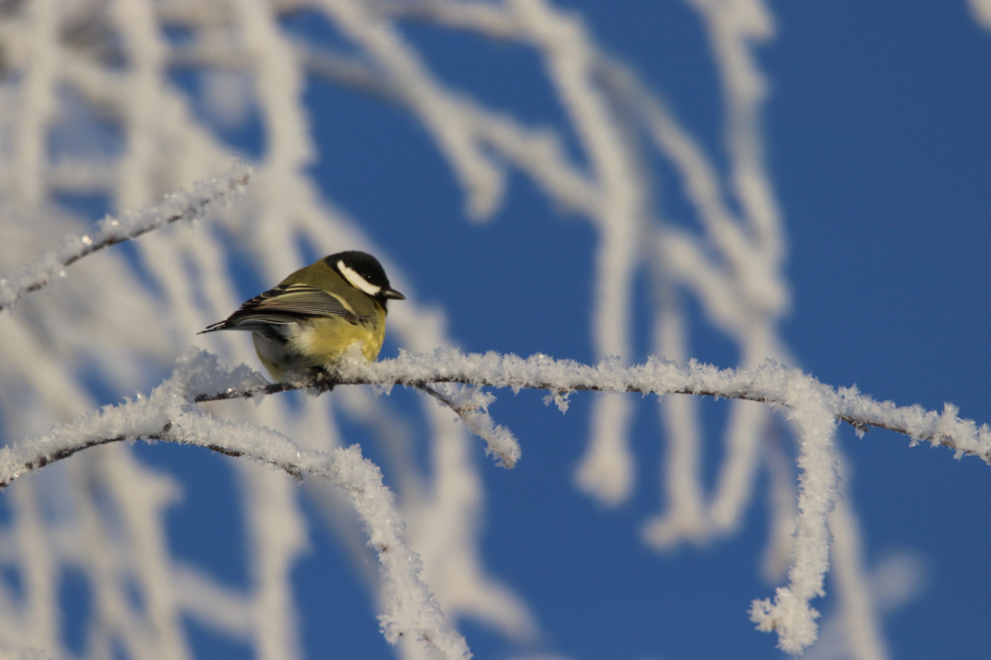 Valokuvaaja: Irja Lehtinen Valokuvaaja: Irja Lehtinen