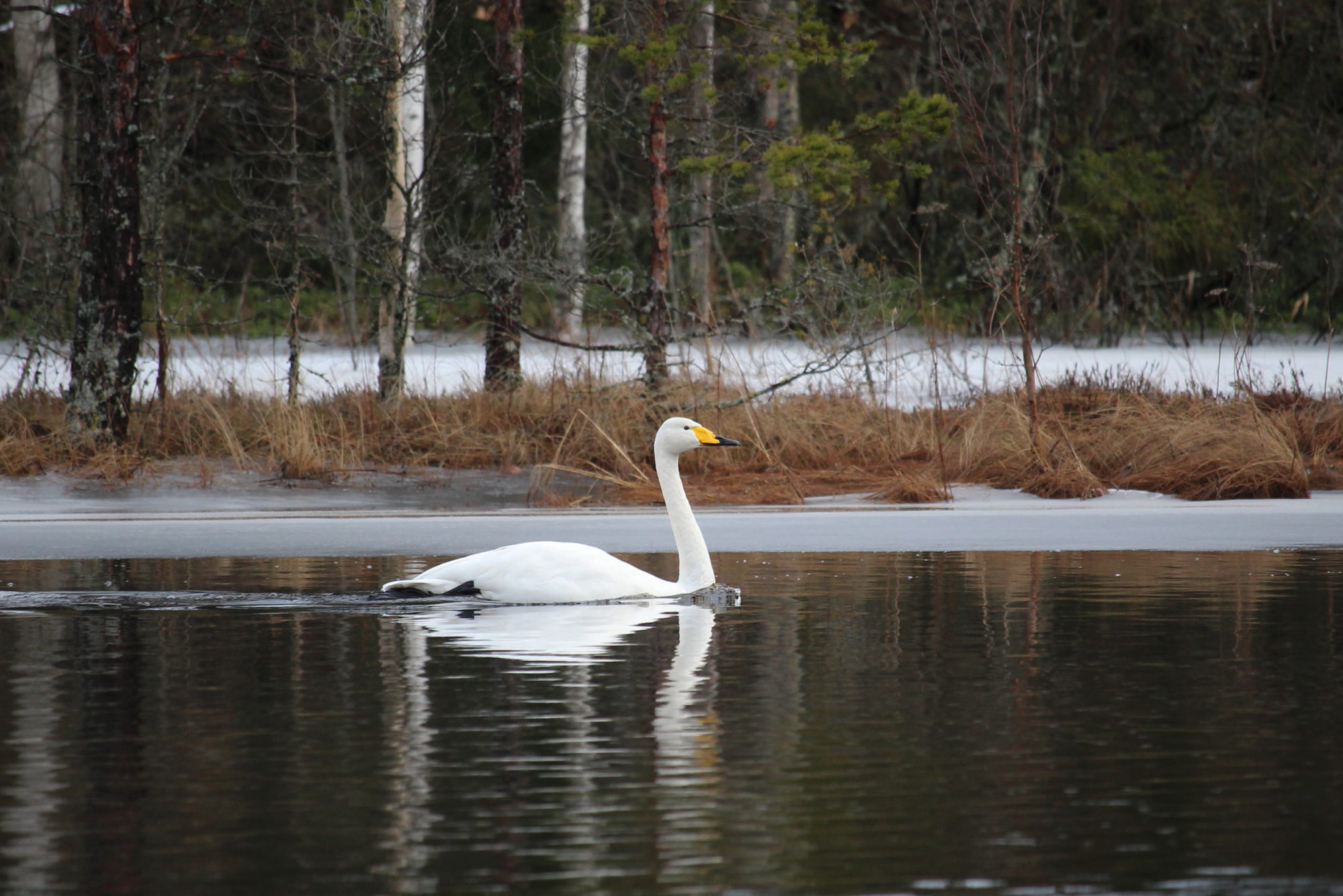 Valokuvaaja: Kirsi-Marja Joenpolvi