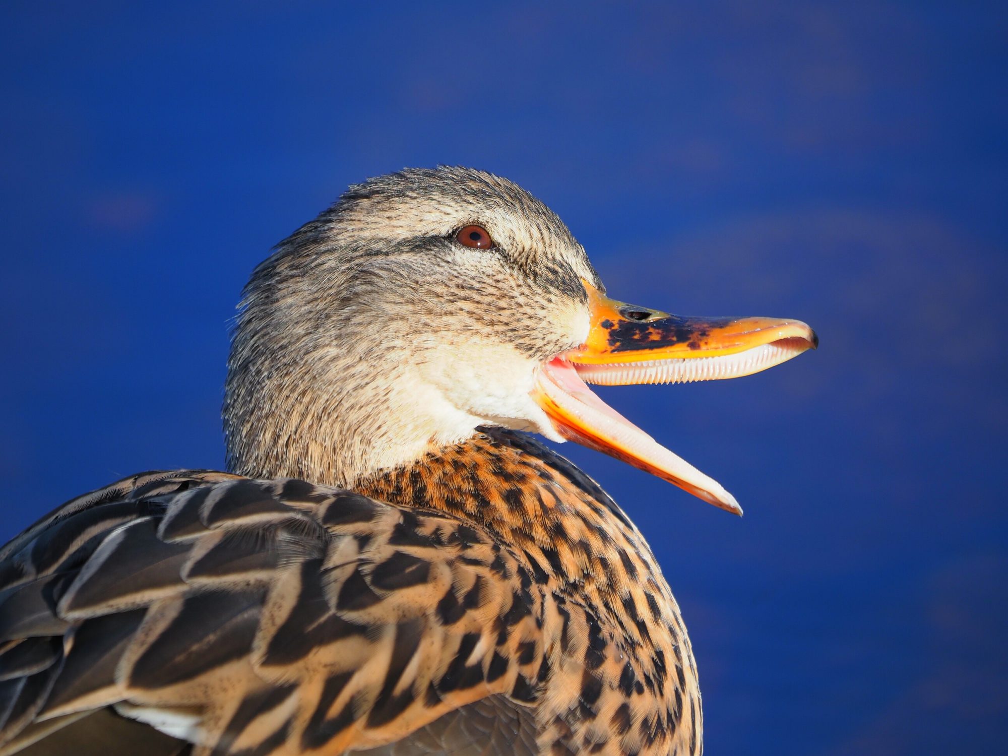 Valokuvaaja: Mikkola Irma
