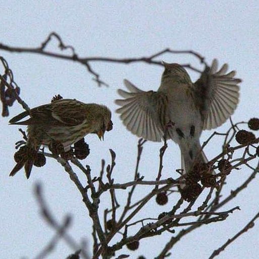 Valokuvaaja: Tapio Keinonen
